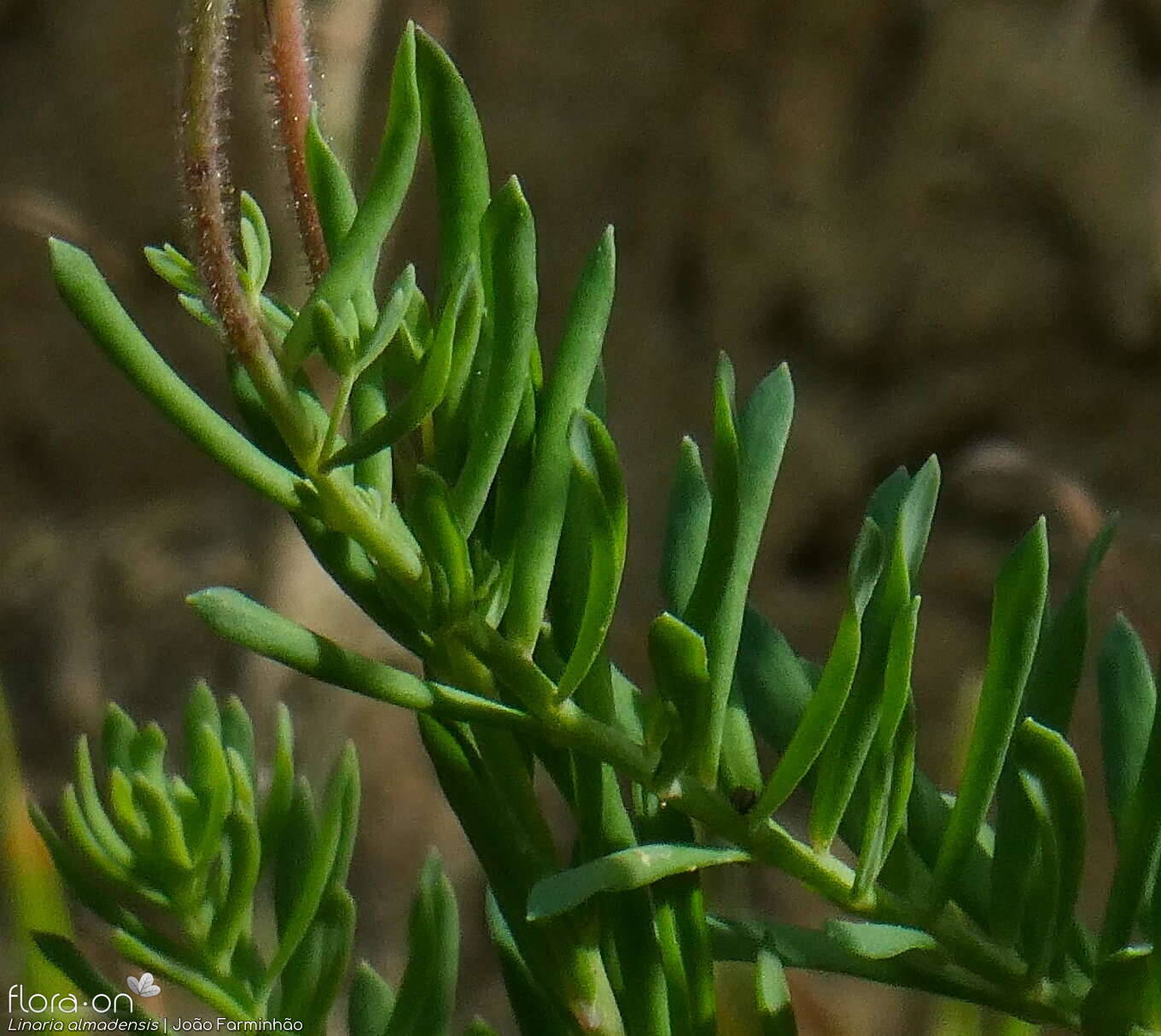 Linaria almadensis - Folha (geral) | João Farminhão; CC BY-NC 4.0