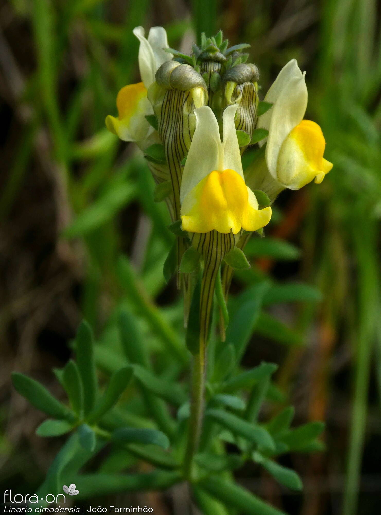 Linaria almadensis - Flor (geral) | João Farminhão; CC BY-NC 4.0