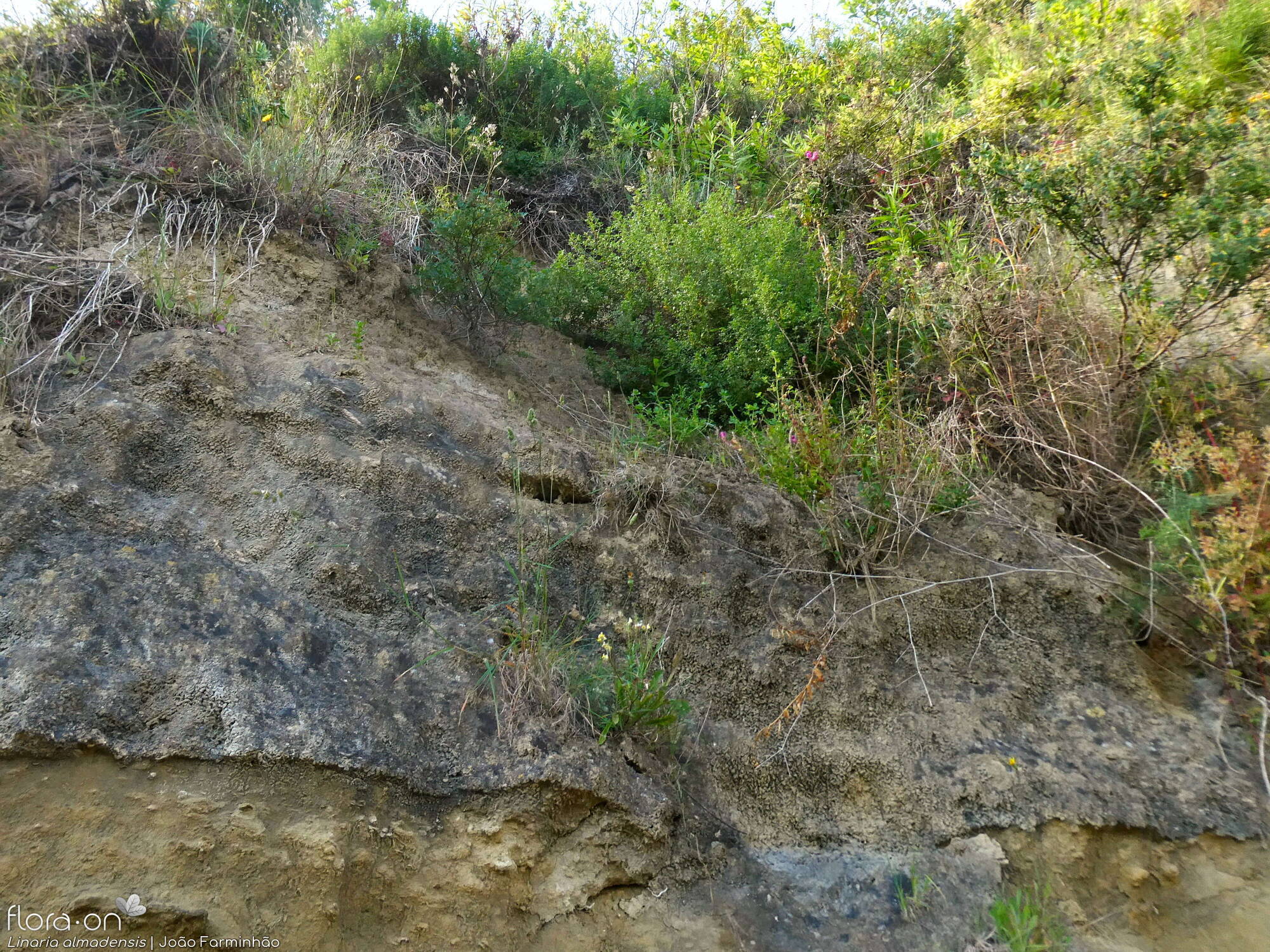 Linaria almadensis - Habitat | João Farminhão; CC BY-NC 4.0