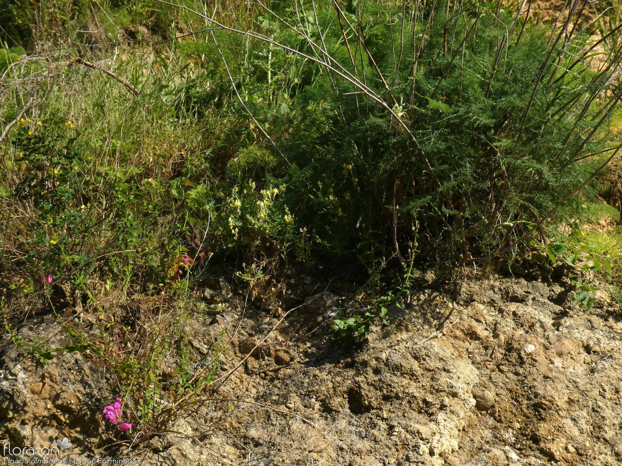 Linaria almadensis - Habitat | João Farminhão; CC BY-NC 4.0