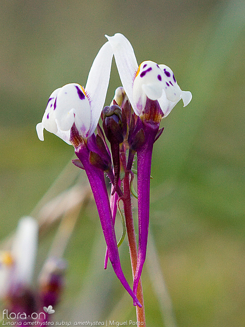 Linaria amethystea