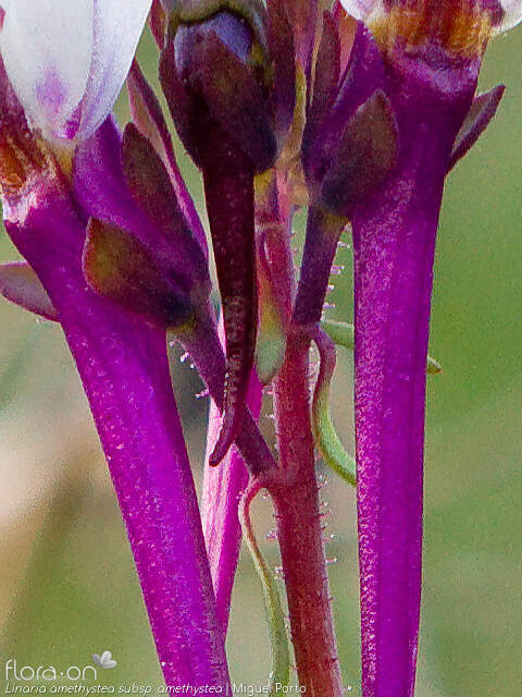 Linaria amethystea - Cálice | Miguel Porto; CC BY-NC 4.0