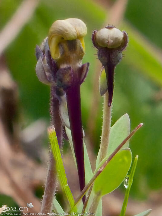 Linaria amethystea - Flor (close-up) | Miguel Porto; CC BY-NC 4.0
