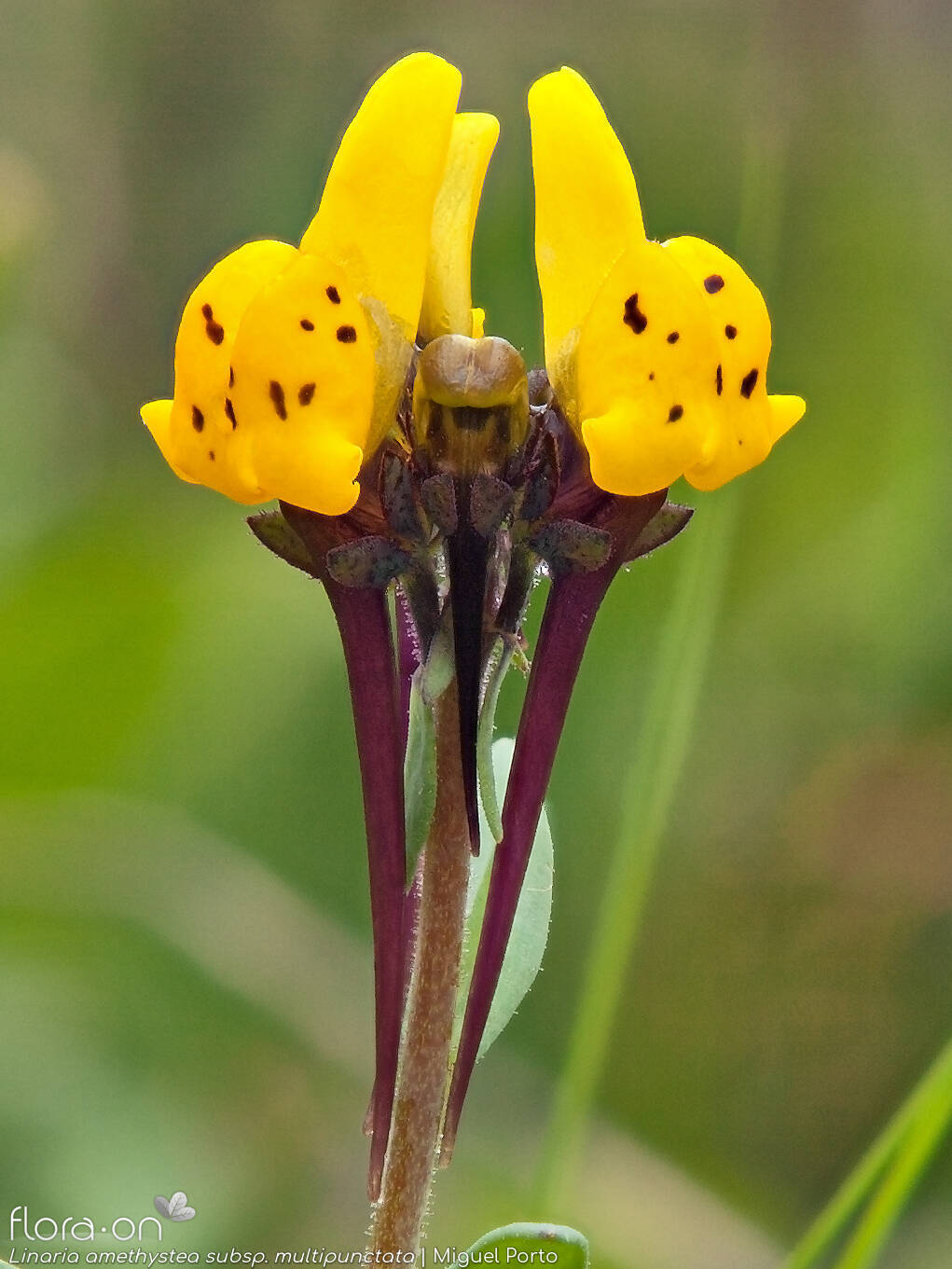 Linaria amethystea