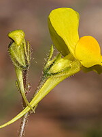Linaria bimaculata