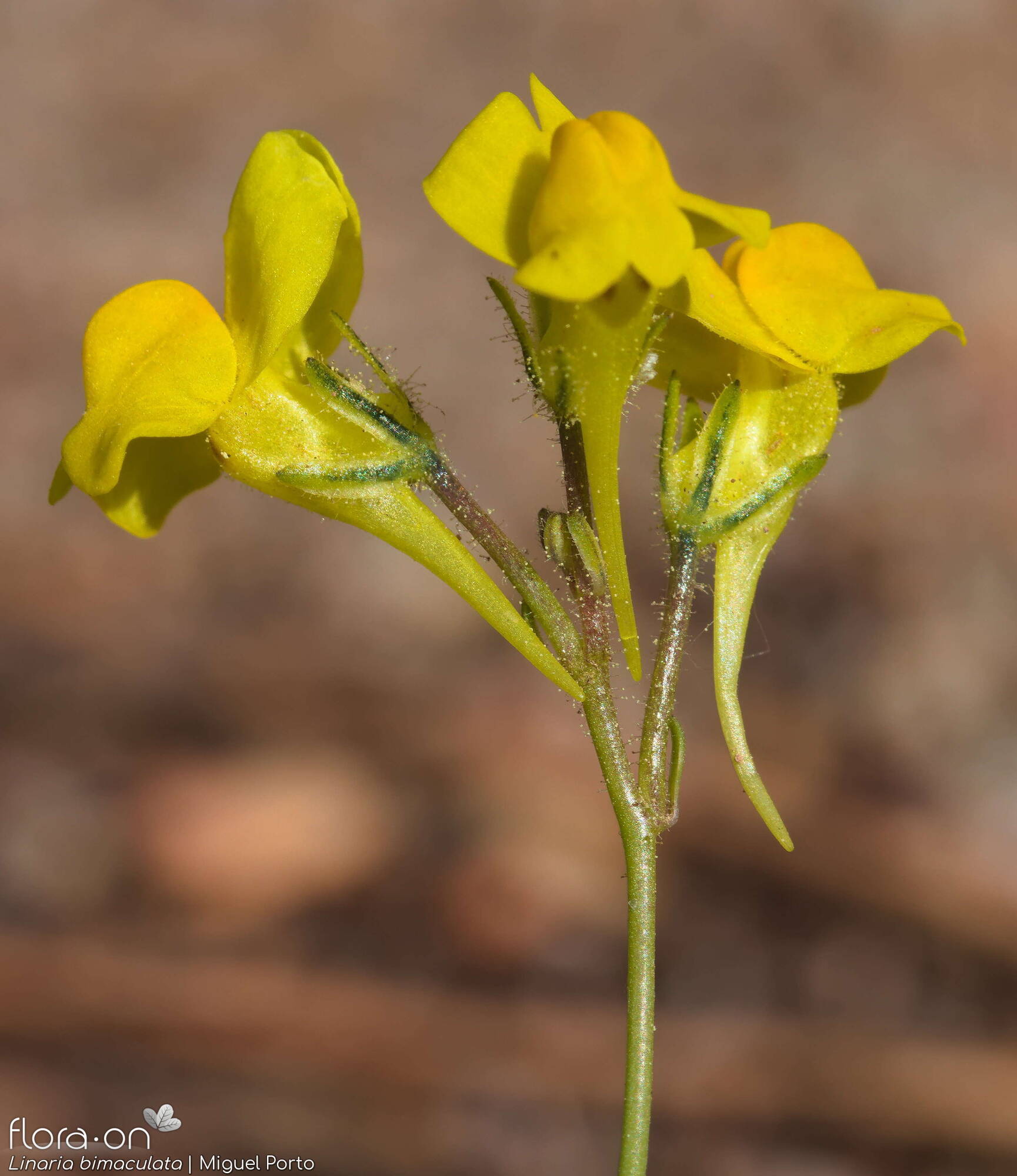 Linaria bimaculata - Flor (geral) | Miguel Porto; CC BY-NC 4.0