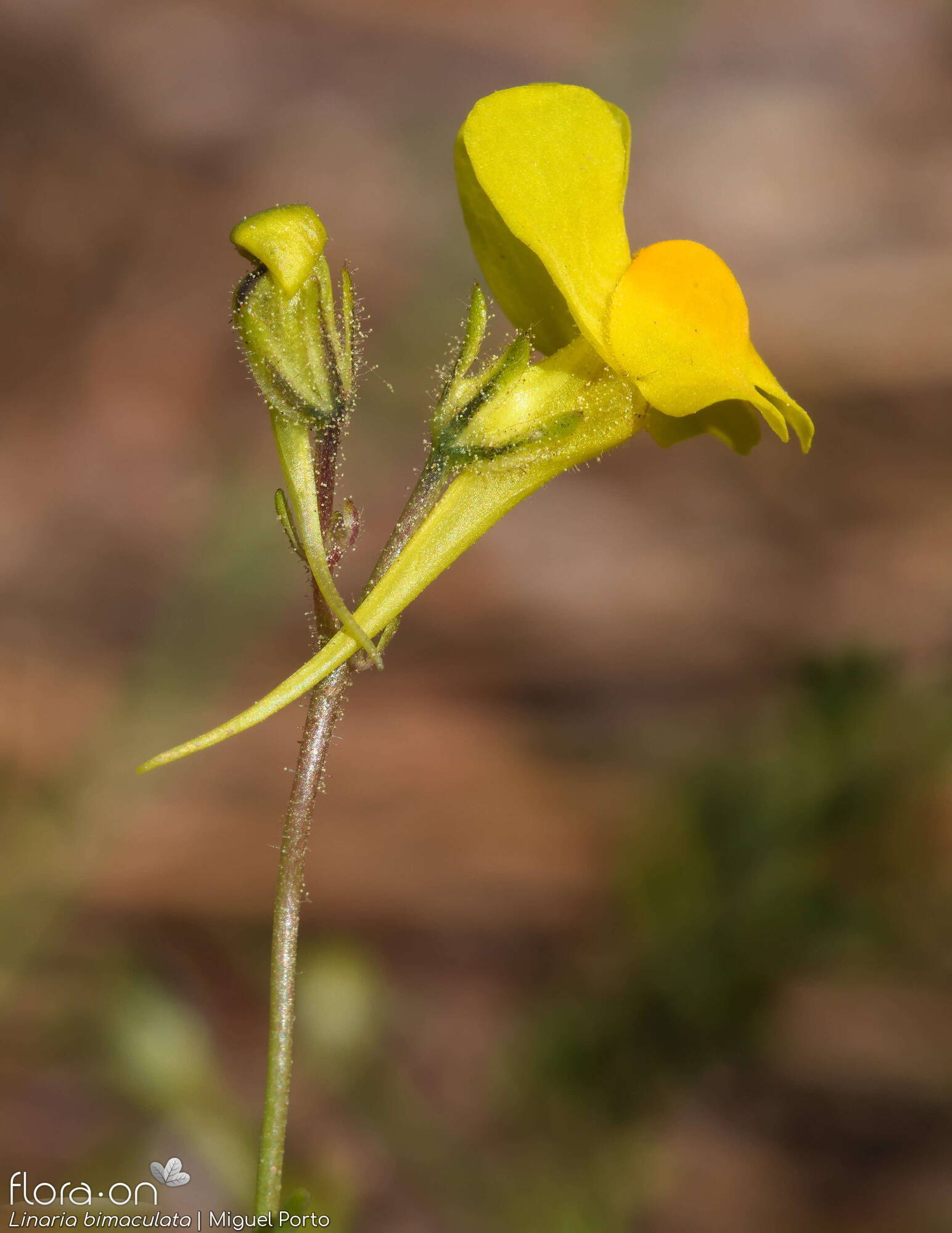 Linaria bimaculata - Flor (close-up) | Miguel Porto; CC BY-NC 4.0