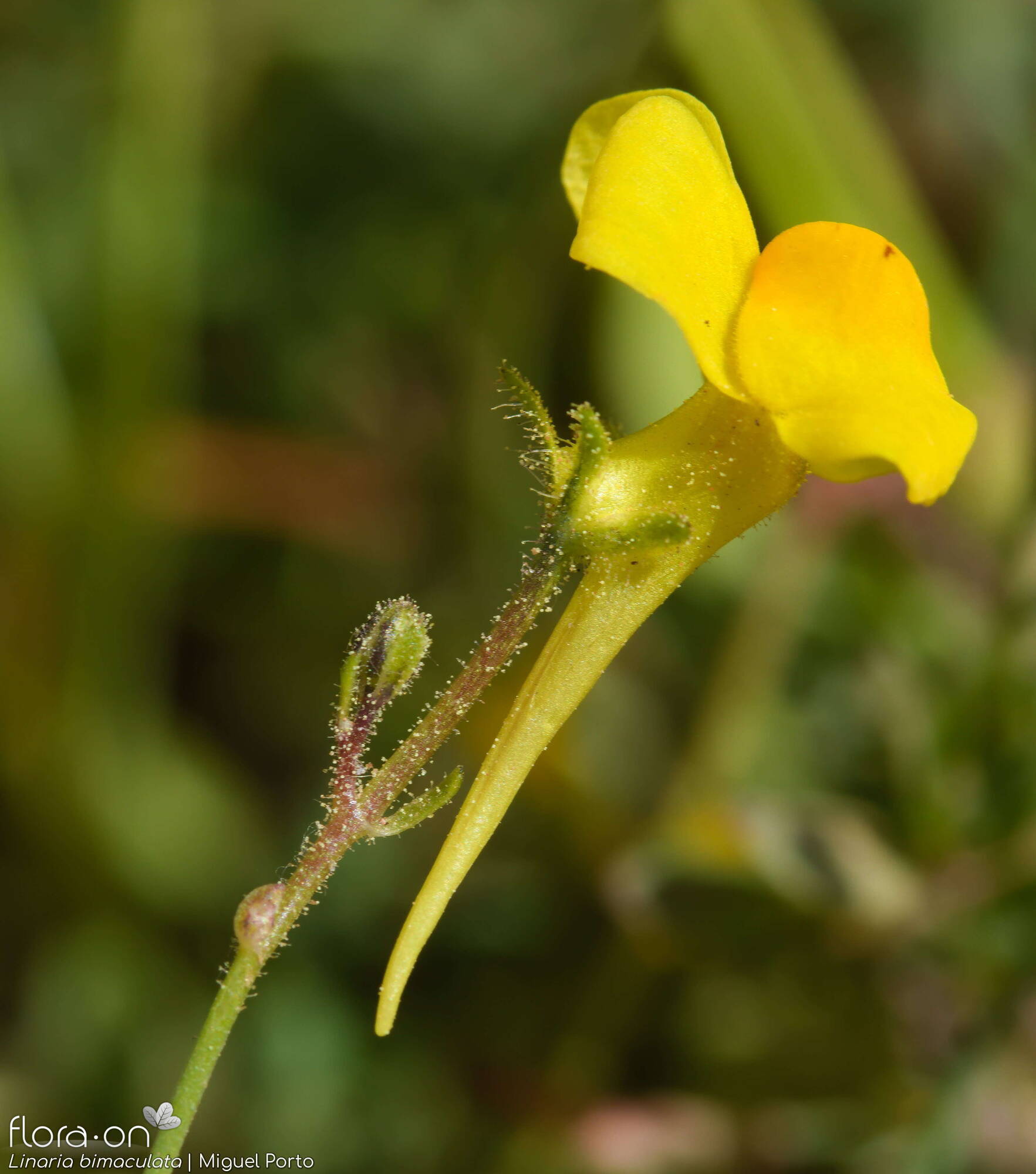 Linaria bimaculata - Flor (close-up) | Miguel Porto; CC BY-NC 4.0