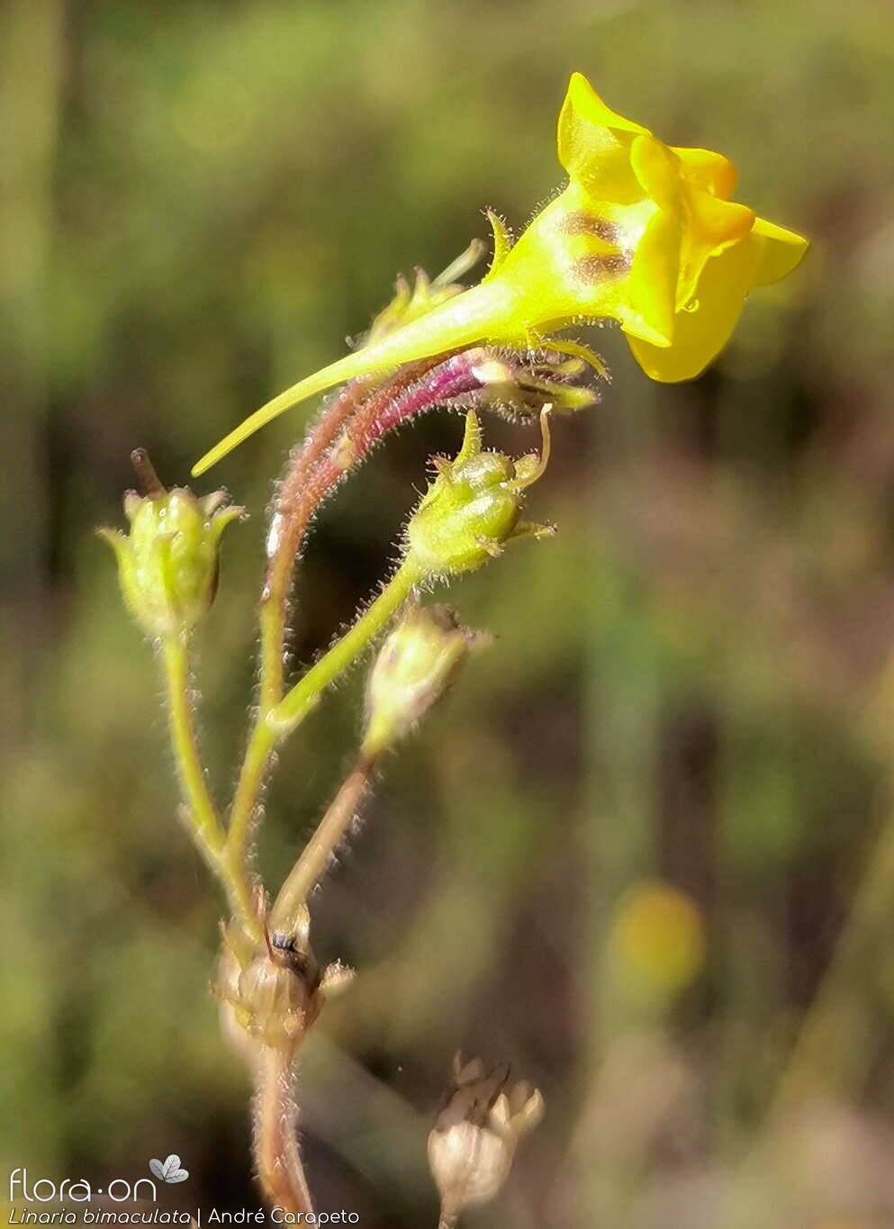 Linaria bimaculata - Flor (close-up) | André Carapeto; CC BY-NC 4.0