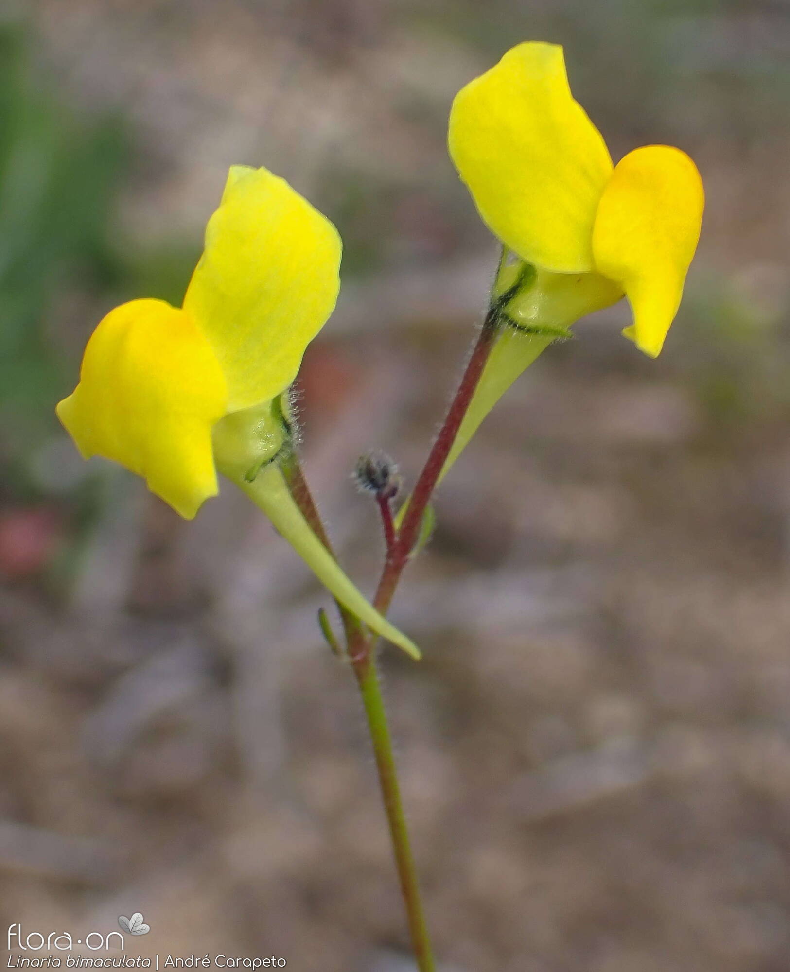 Linaria bimaculata - Flor (geral) | André Carapeto; CC BY-NC 4.0