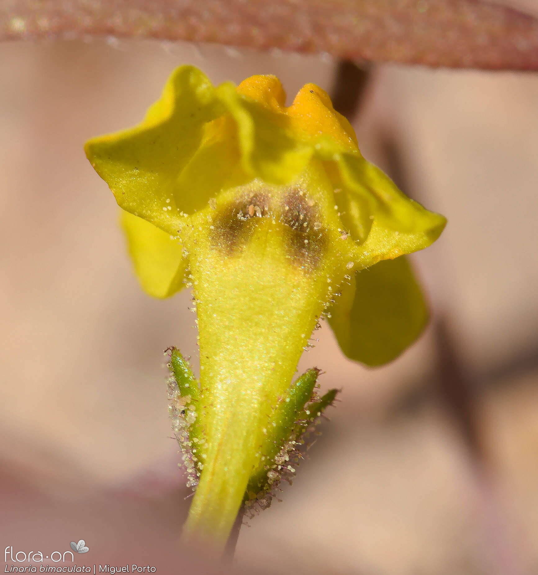 Linaria bimaculata - Flor (close-up) | Miguel Porto; CC BY-NC 4.0