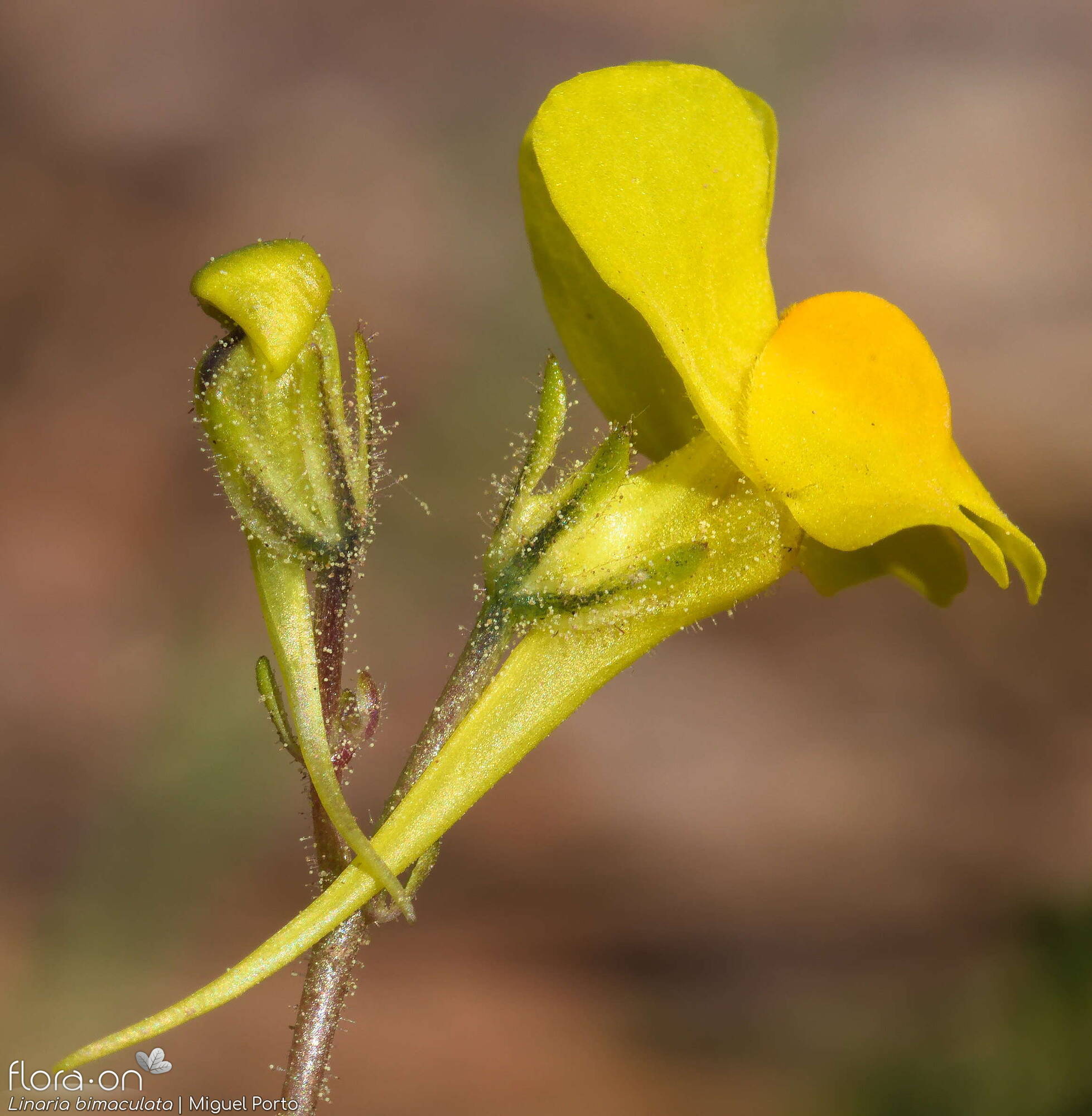 Linaria bimaculata - Flor (close-up) | Miguel Porto; CC BY-NC 4.0