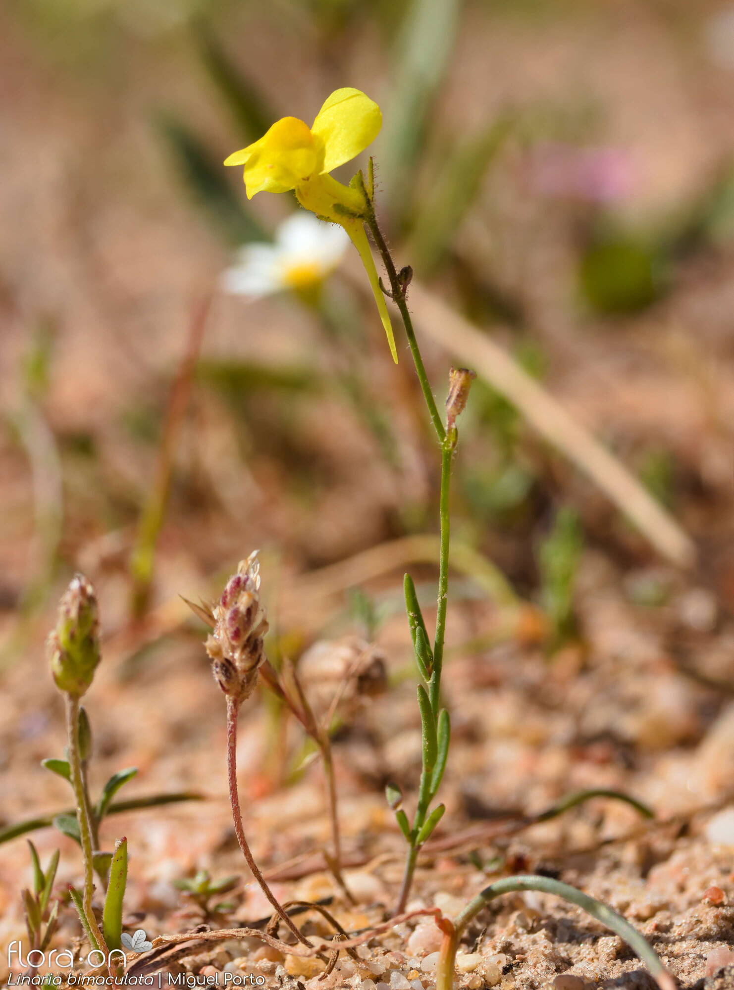 Linaria bimaculata - Hábito | Miguel Porto; CC BY-NC 4.0