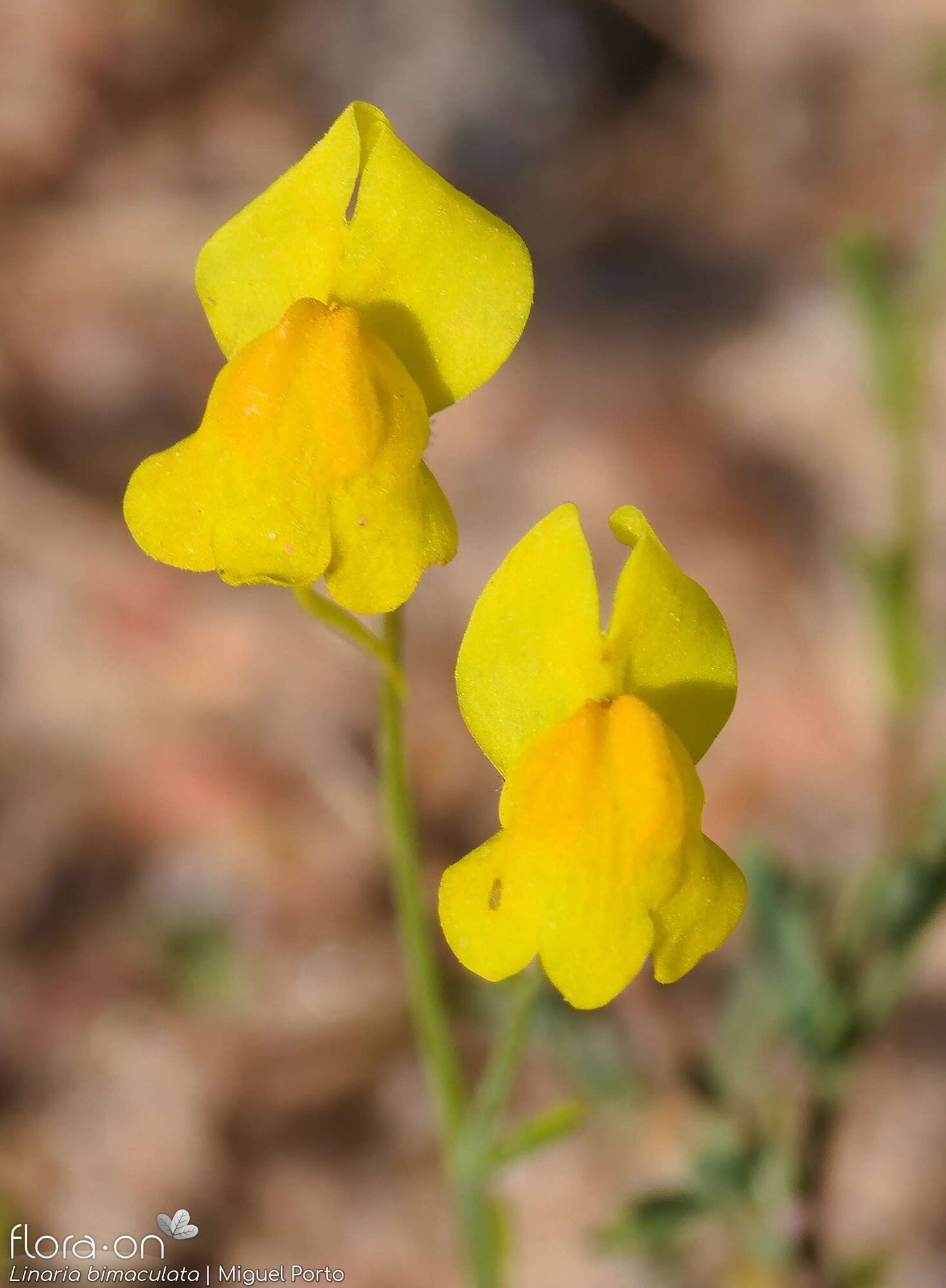 Linaria bimaculata - Flor (geral) | Miguel Porto; CC BY-NC 4.0