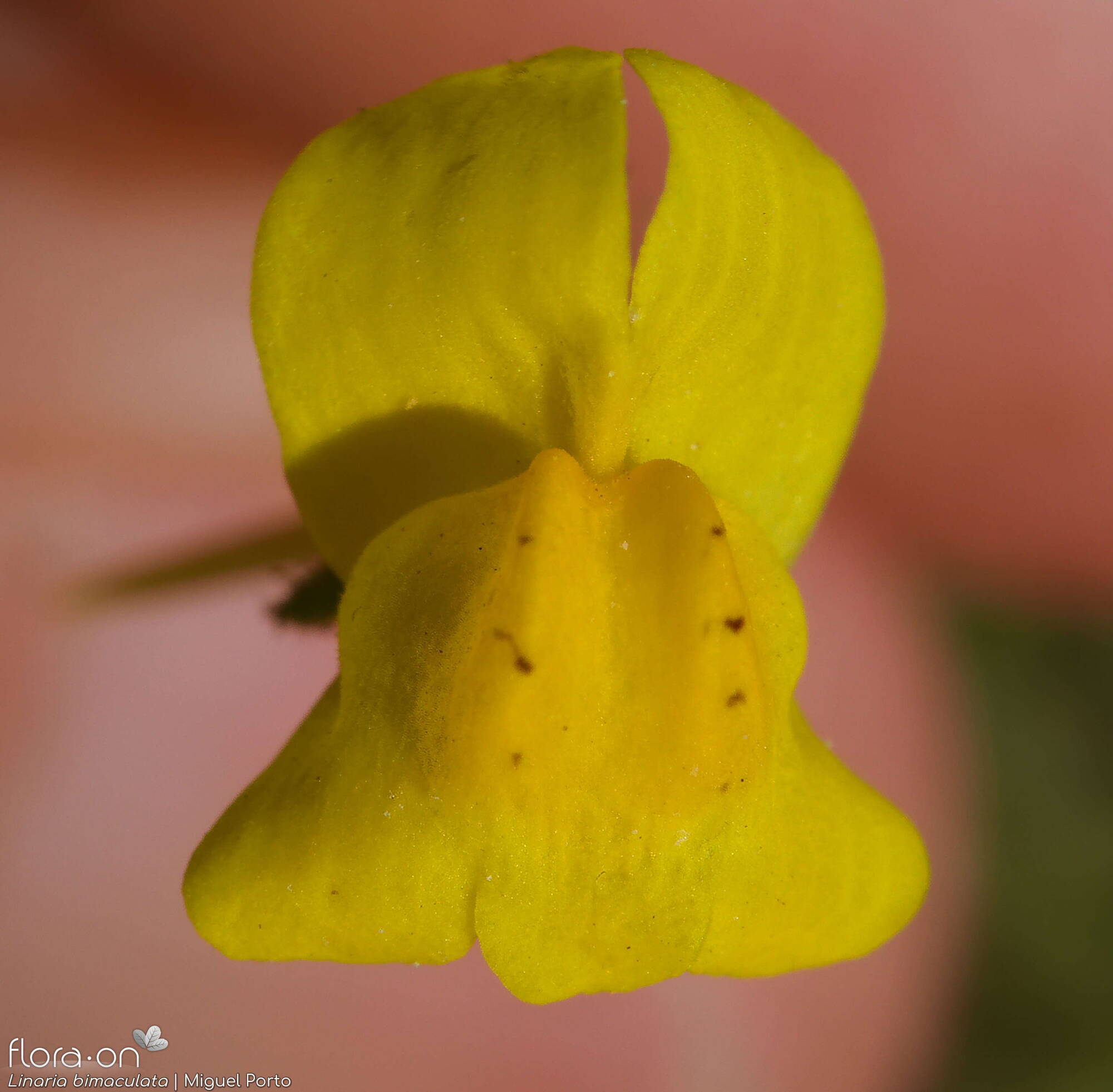 Linaria bimaculata - Flor (close-up) | Miguel Porto; CC BY-NC 4.0