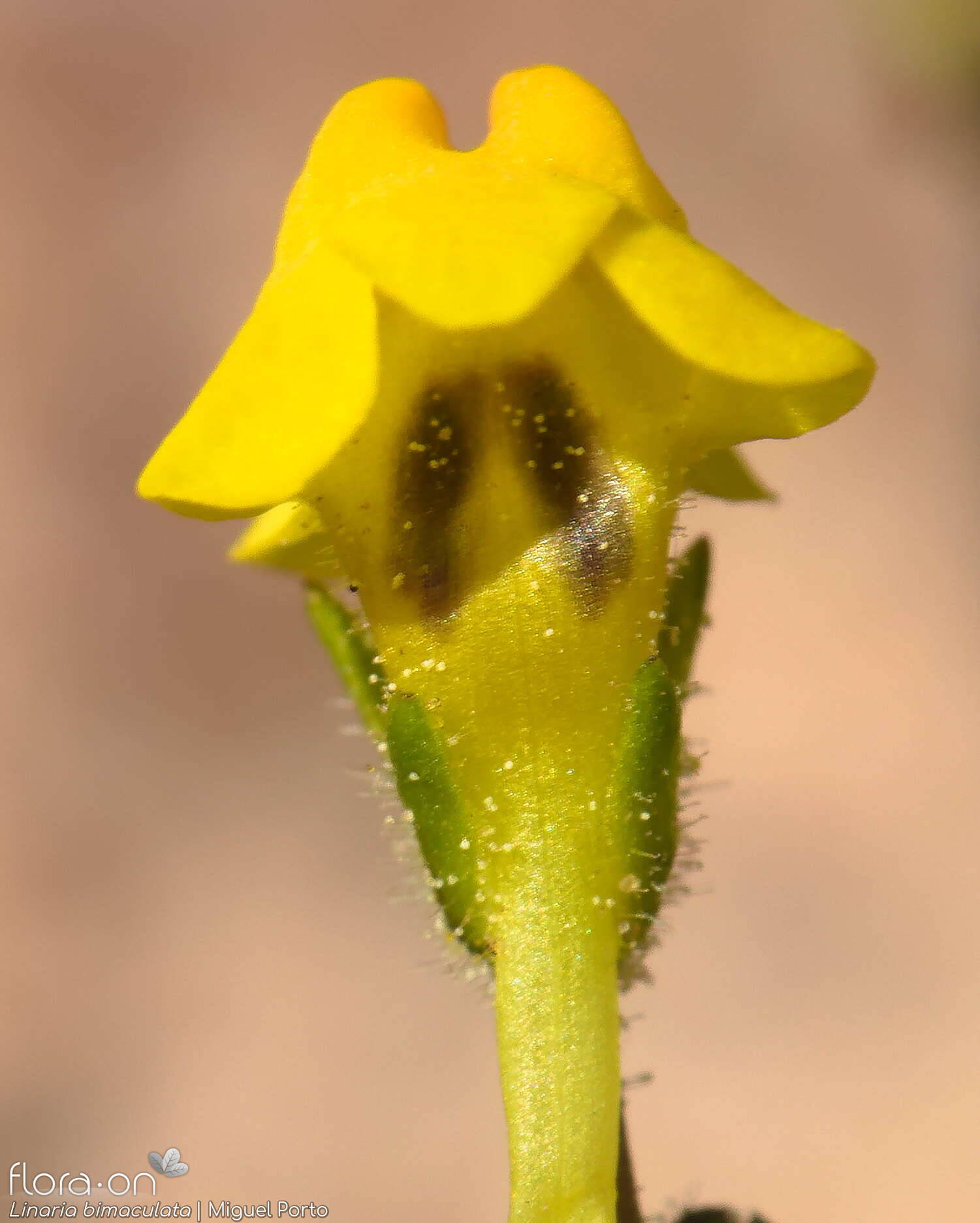 Linaria bimaculata - Flor (close-up) | Miguel Porto; CC BY-NC 4.0