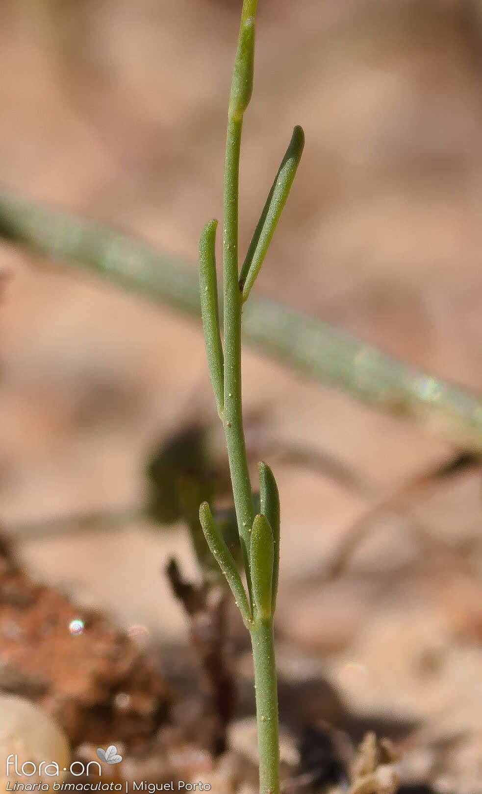 Linaria bimaculata - Folha | Miguel Porto; CC BY-NC 4.0