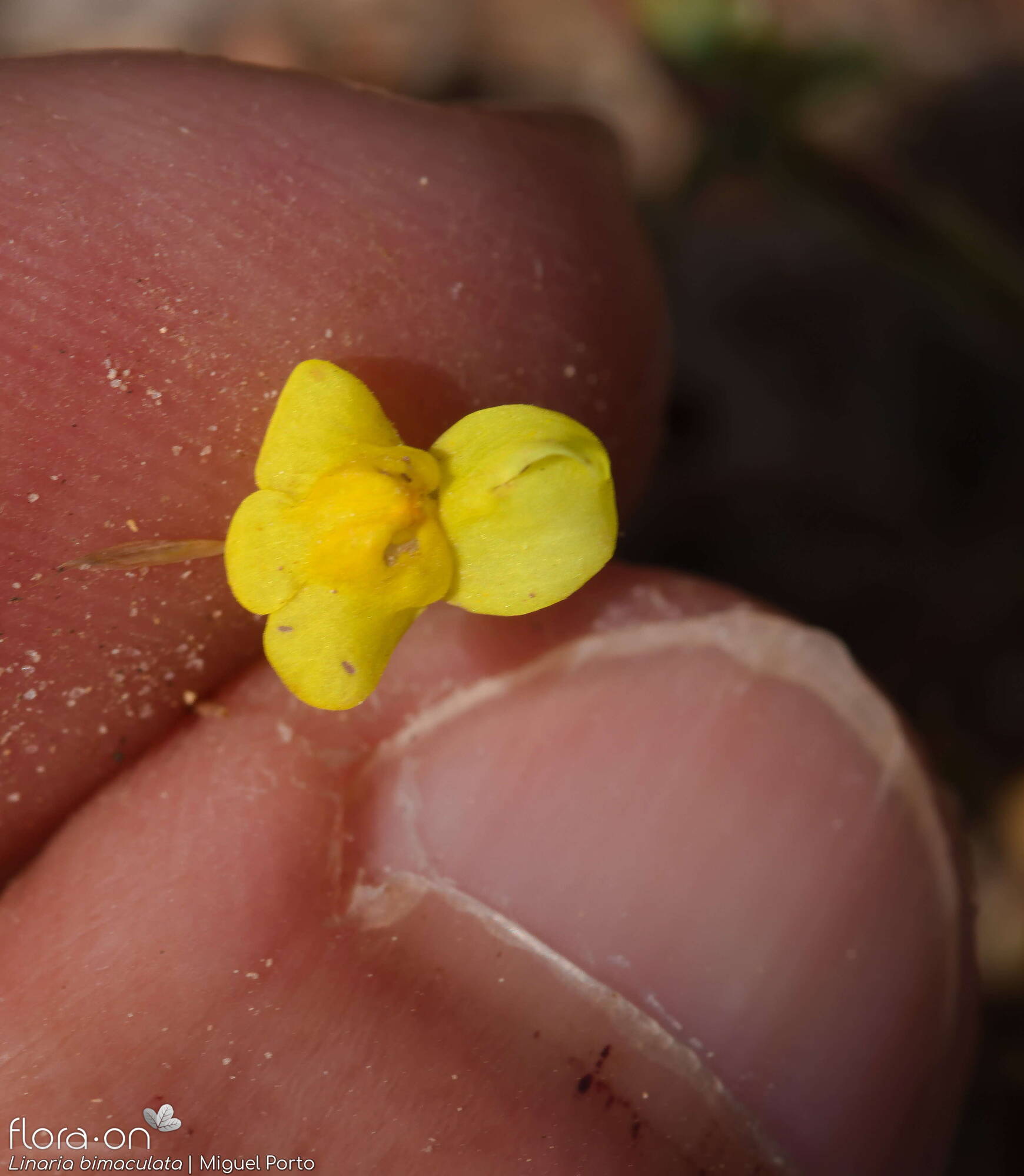 Linaria bimaculata - Flor (close-up) | Miguel Porto; CC BY-NC 4.0