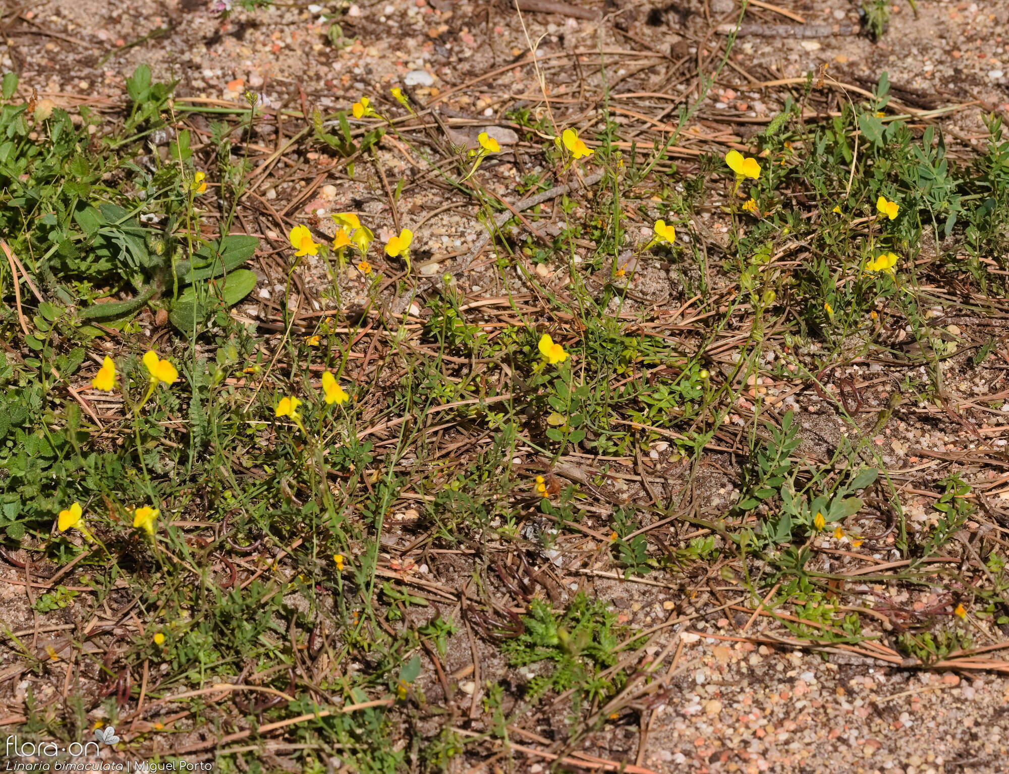 Linaria bimaculata - Hábito | Miguel Porto; CC BY-NC 4.0
