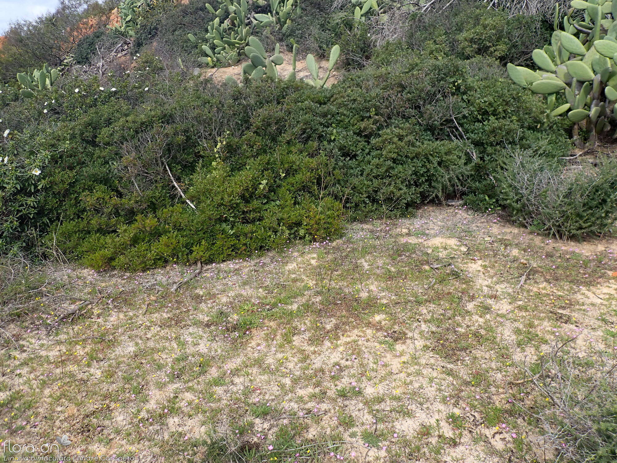 Linaria bimaculata - Habitat | André Carapeto; CC BY-NC 4.0