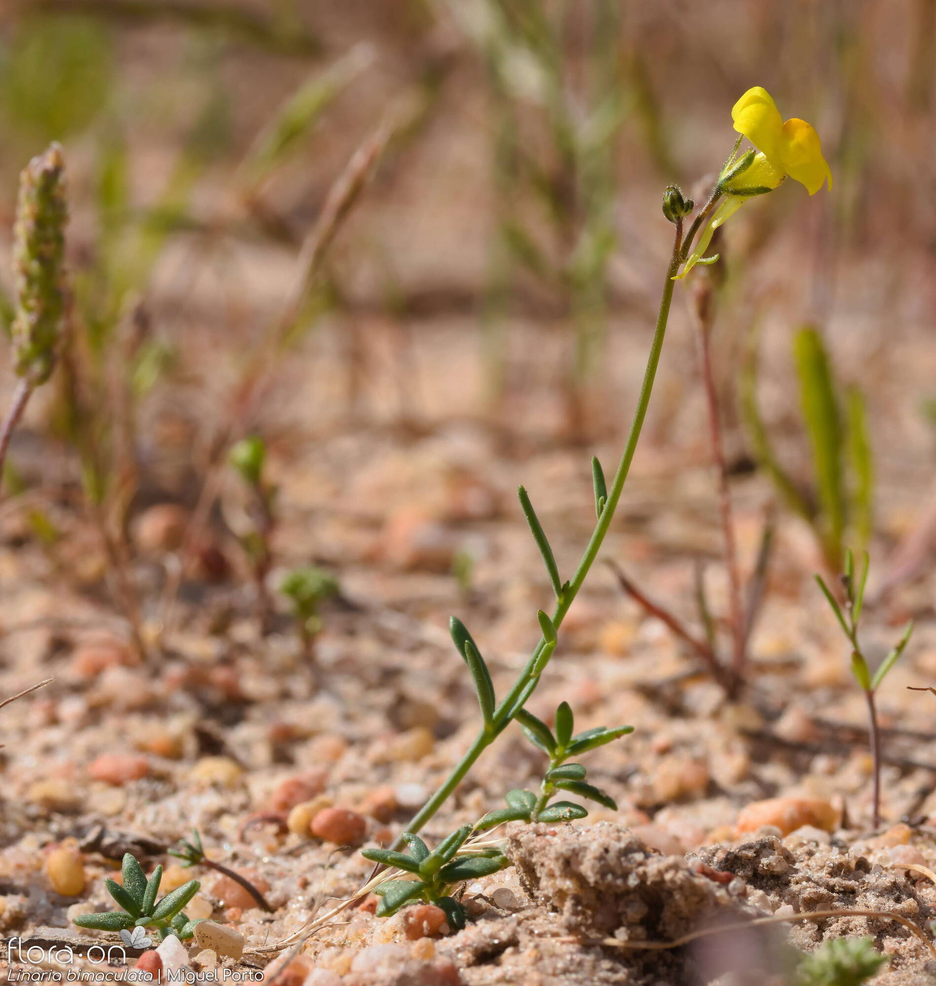Linaria bimaculata - Hábito | Miguel Porto; CC BY-NC 4.0