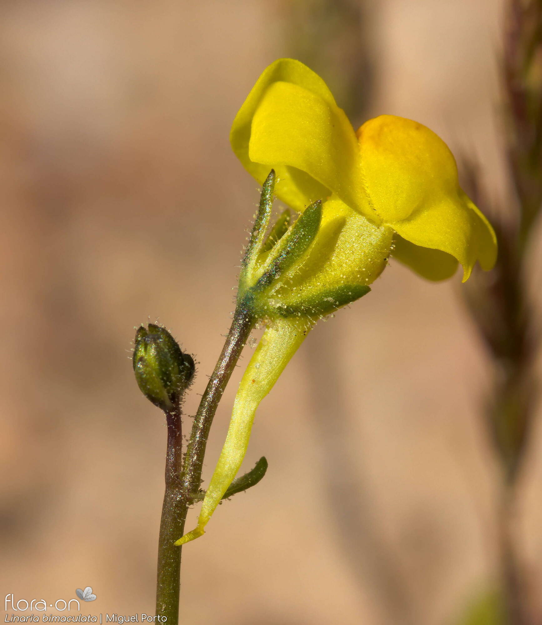 Linaria bimaculata - Flor (close-up) | Miguel Porto; CC BY-NC 4.0