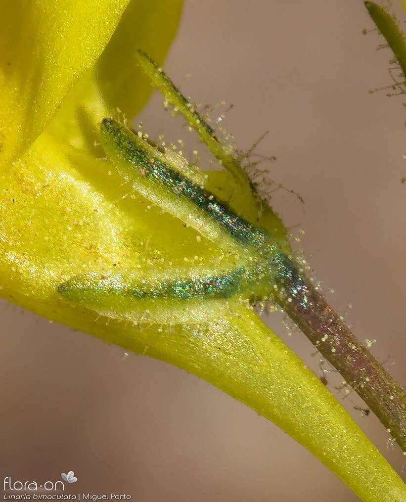 Linaria bimaculata - Cálice | Miguel Porto; CC BY-NC 4.0