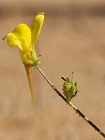 Linaria bipunctata