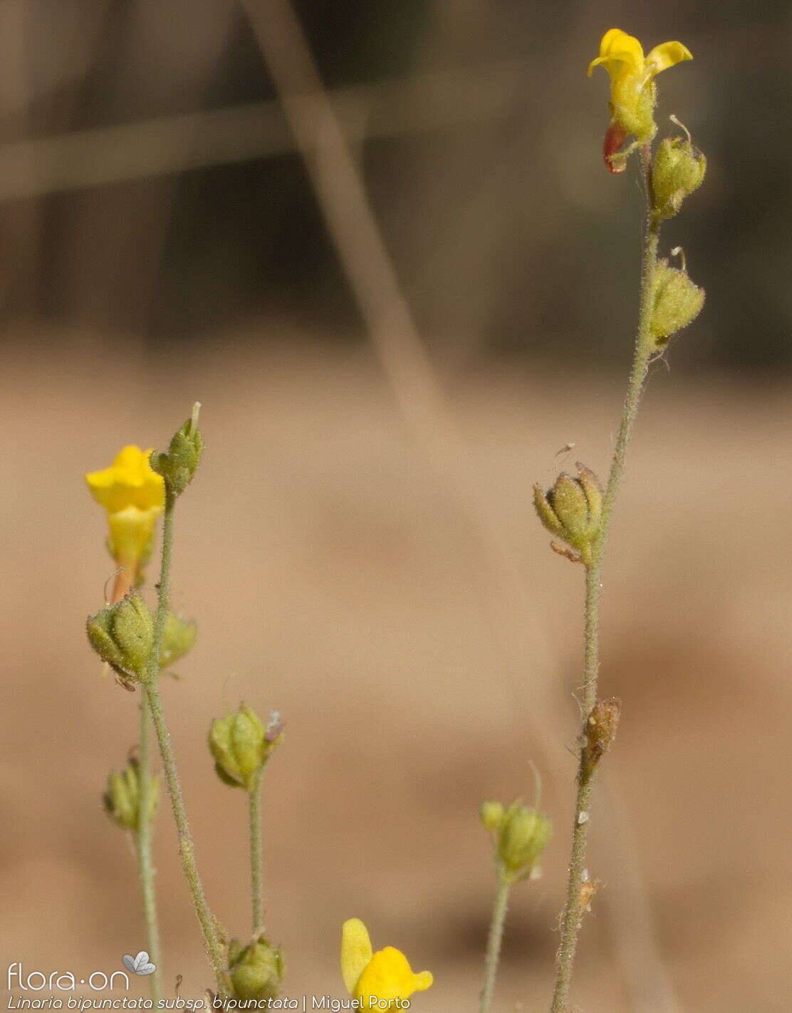 Linaria bipunctata - Flor (geral) | Miguel Porto; CC BY-NC 4.0