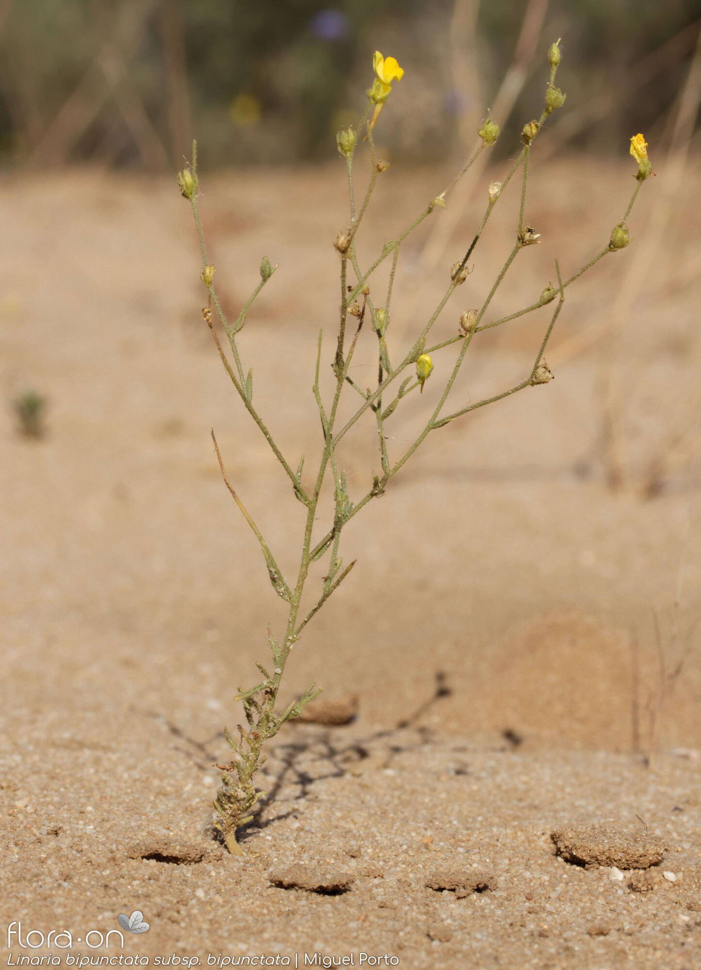 Linaria bipunctata - Hábito | Miguel Porto; CC BY-NC 4.0