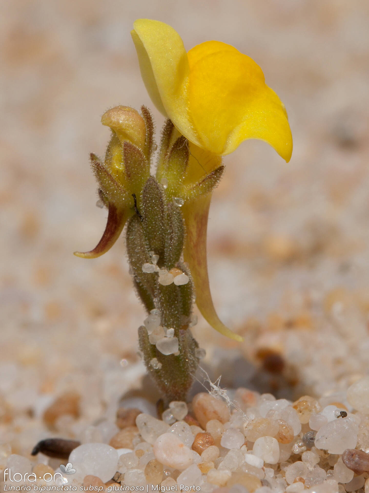 Linaria bipunctata - Hábito | Miguel Porto; CC BY-NC 4.0