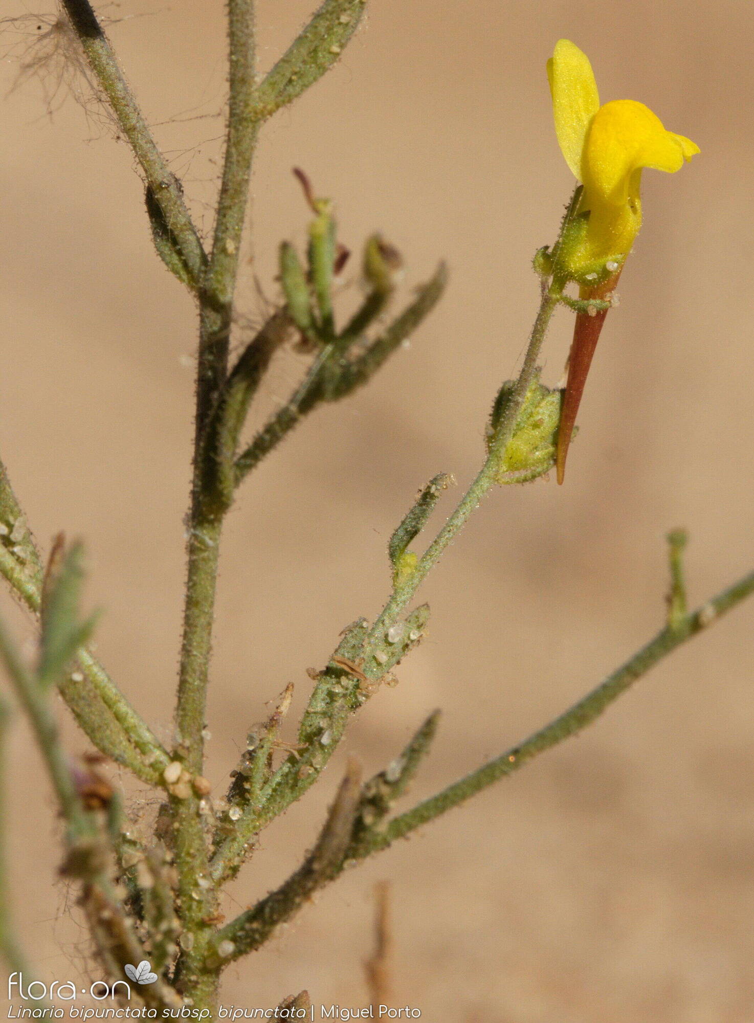 Linaria bipunctata - Flor (geral) | Miguel Porto; CC BY-NC 4.0