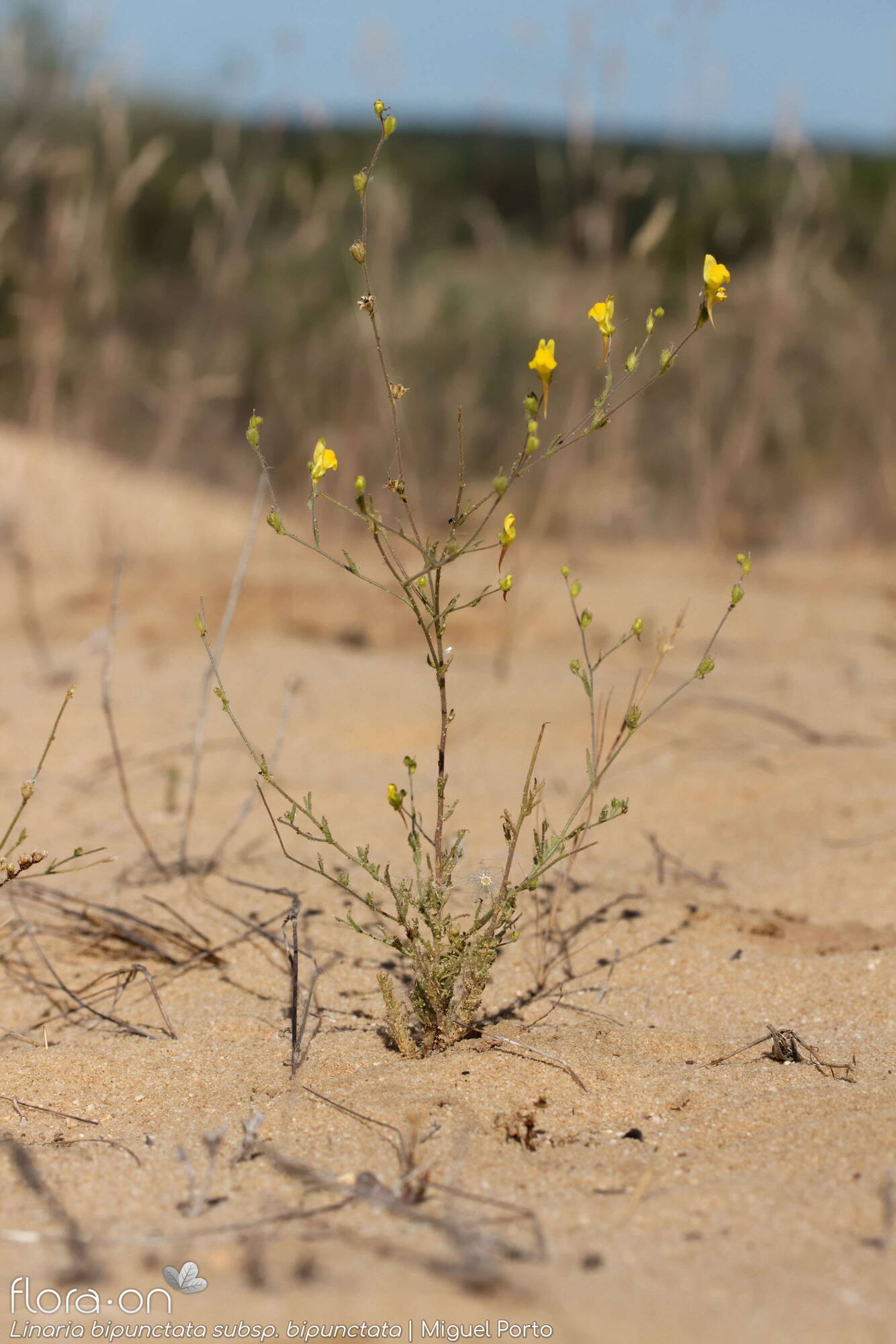 Linaria bipunctata - Hábito | Miguel Porto; CC BY-NC 4.0