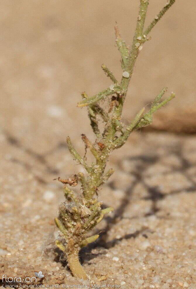 Linaria bipunctata - Folha (geral) | Miguel Porto; CC BY-NC 4.0