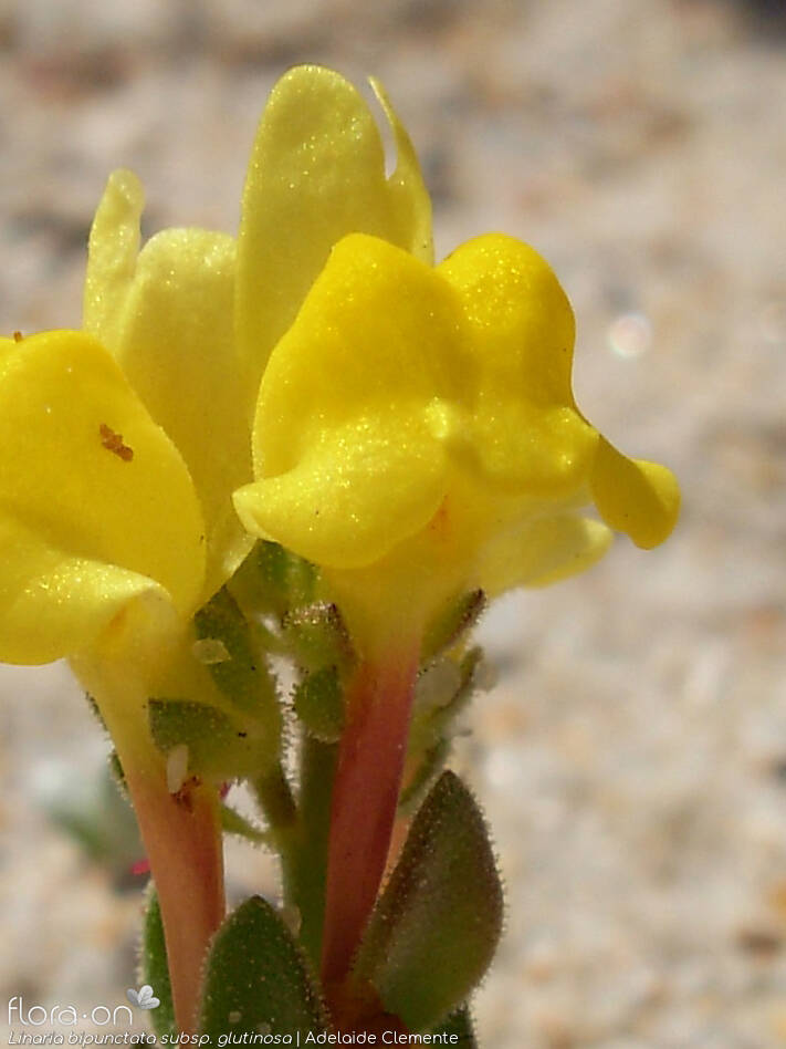 Linaria bipunctata - Flor (close-up) | Adelaide Clemente; CC BY-NC 4.0