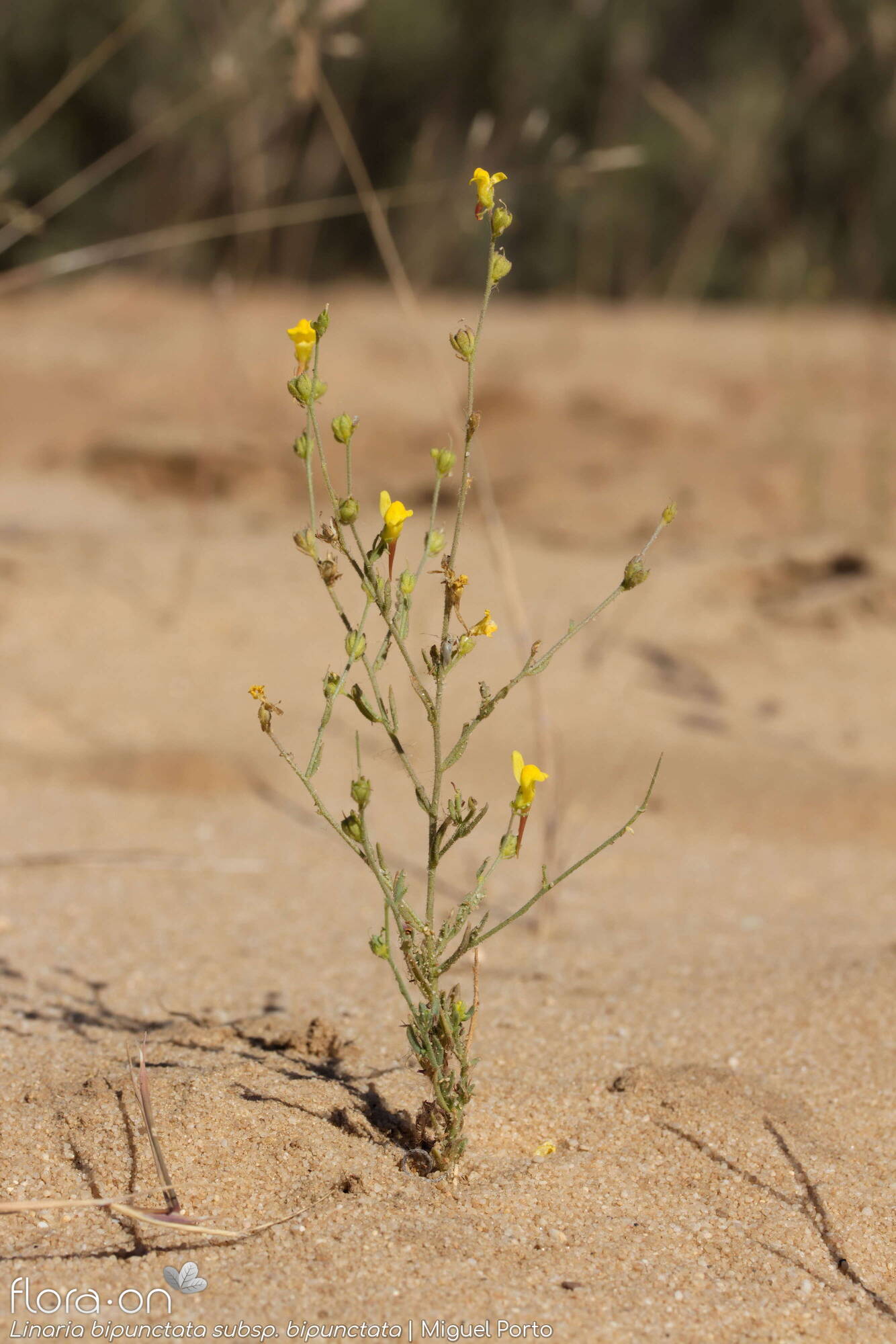 Linaria bipunctata - Hábito | Miguel Porto; CC BY-NC 4.0