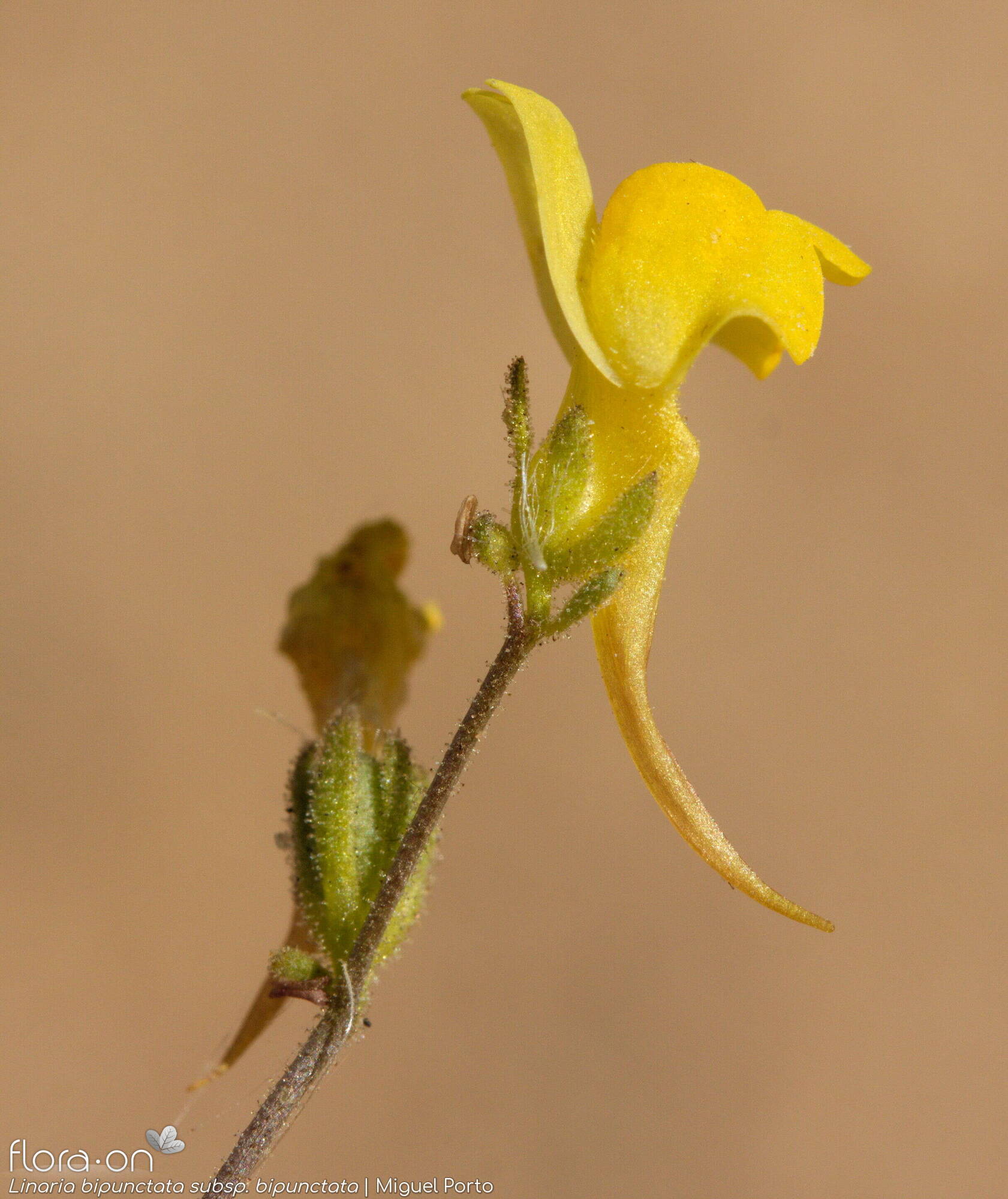 Linaria bipunctata - Flor (close-up) | Miguel Porto; CC BY-NC 4.0