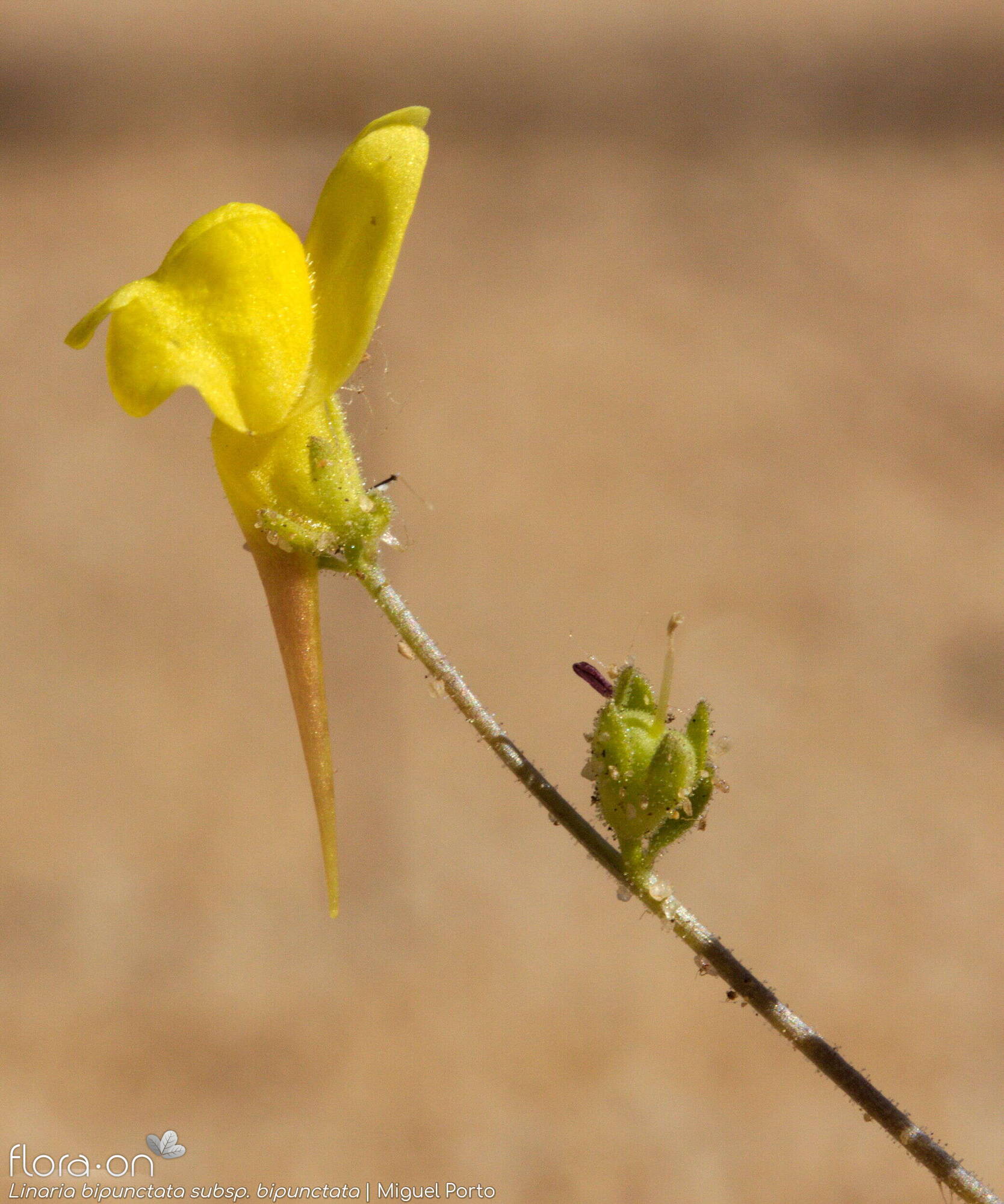 Linaria bipunctata - Flor (close-up) | Miguel Porto; CC BY-NC 4.0