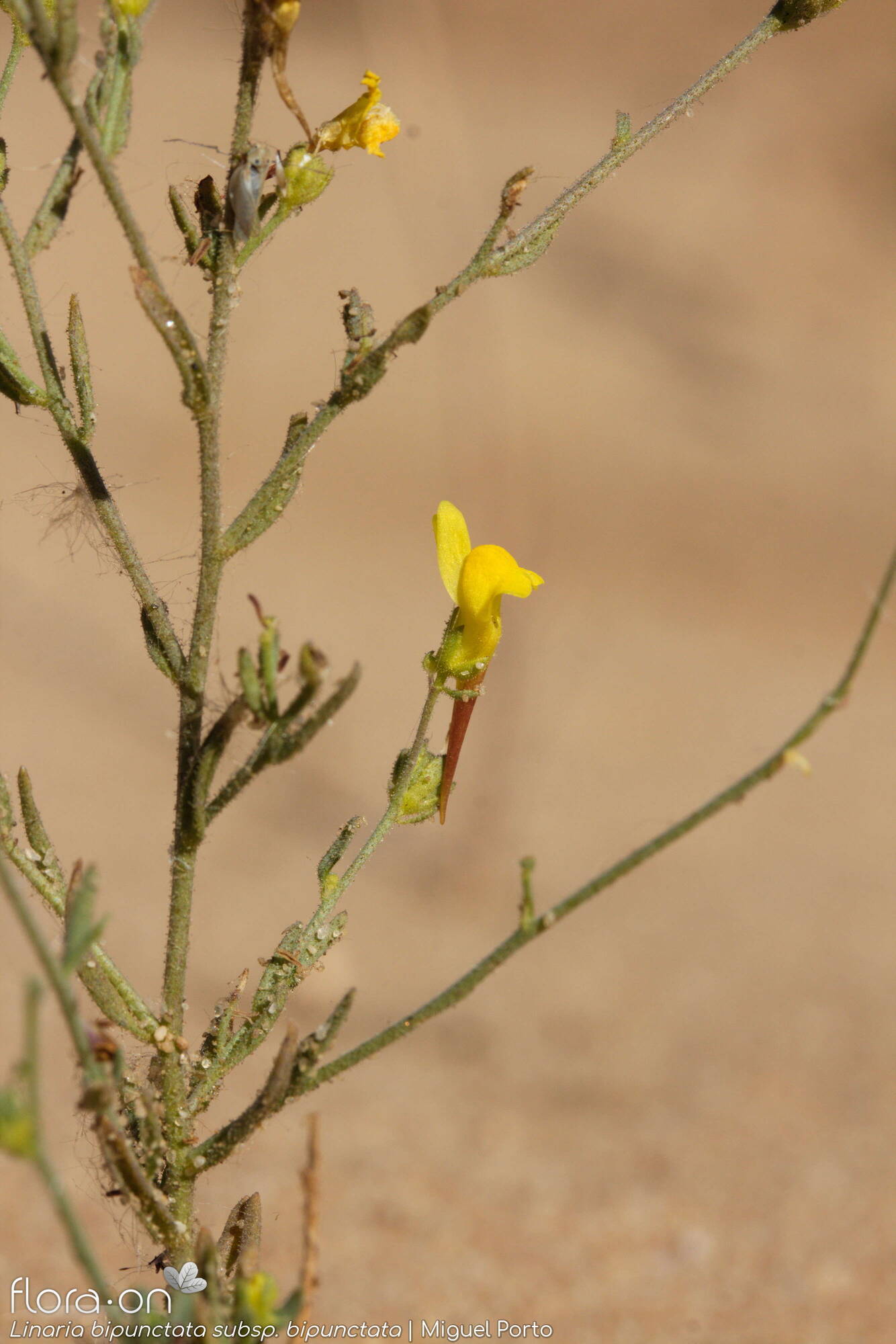 Linaria bipunctata - Flor (geral) | Miguel Porto; CC BY-NC 4.0