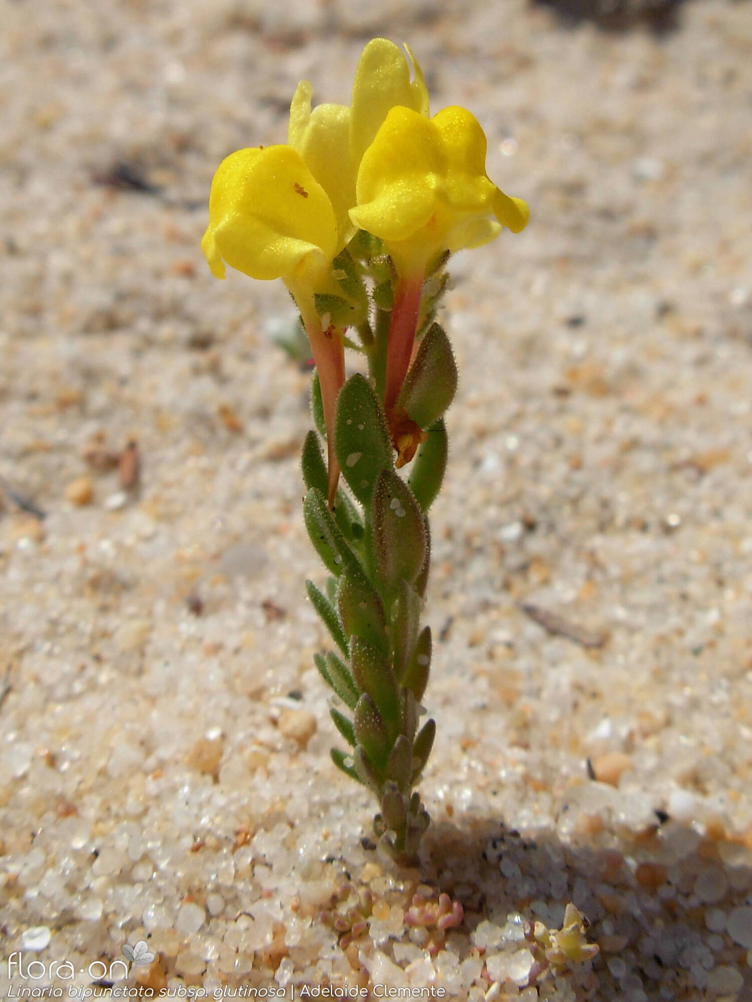 Linaria bipunctata - Hábito | Adelaide Clemente; CC BY-NC 4.0