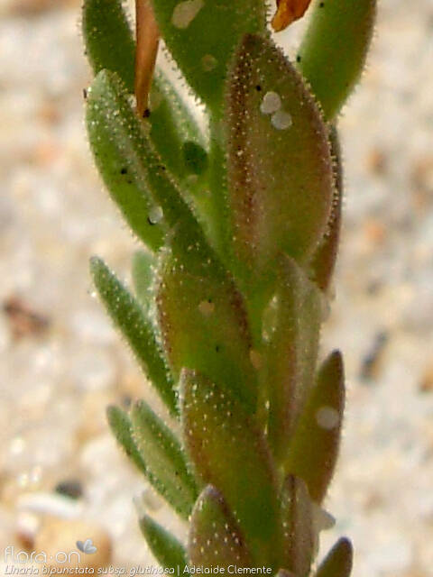 Linaria bipunctata - Folha | Adelaide Clemente; CC BY-NC 4.0