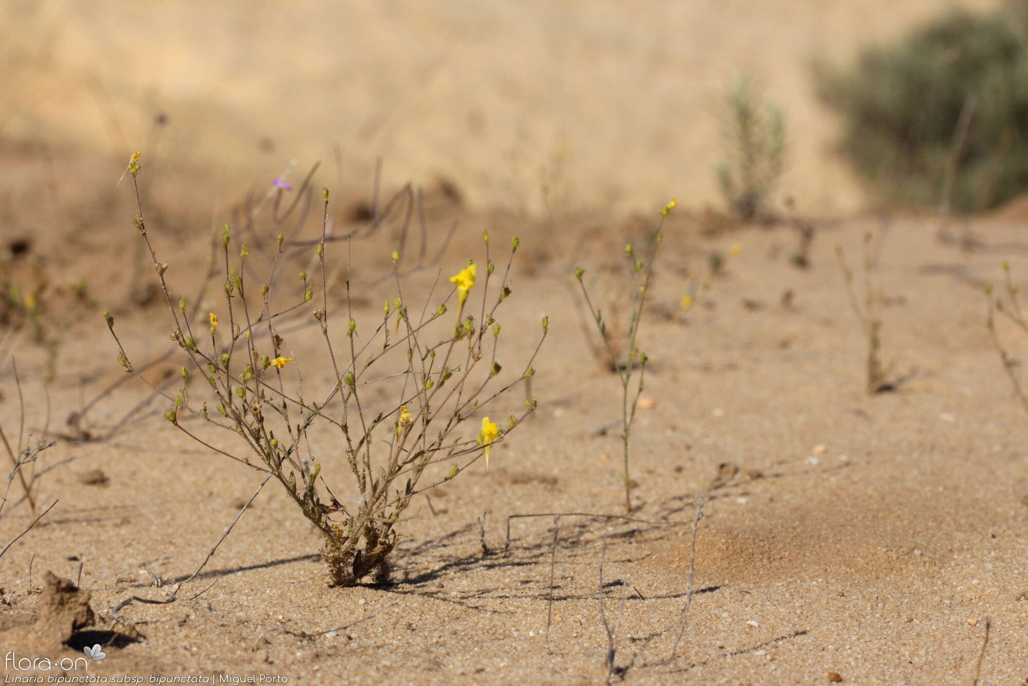 Linaria bipunctata - Hábito | Miguel Porto; CC BY-NC 4.0