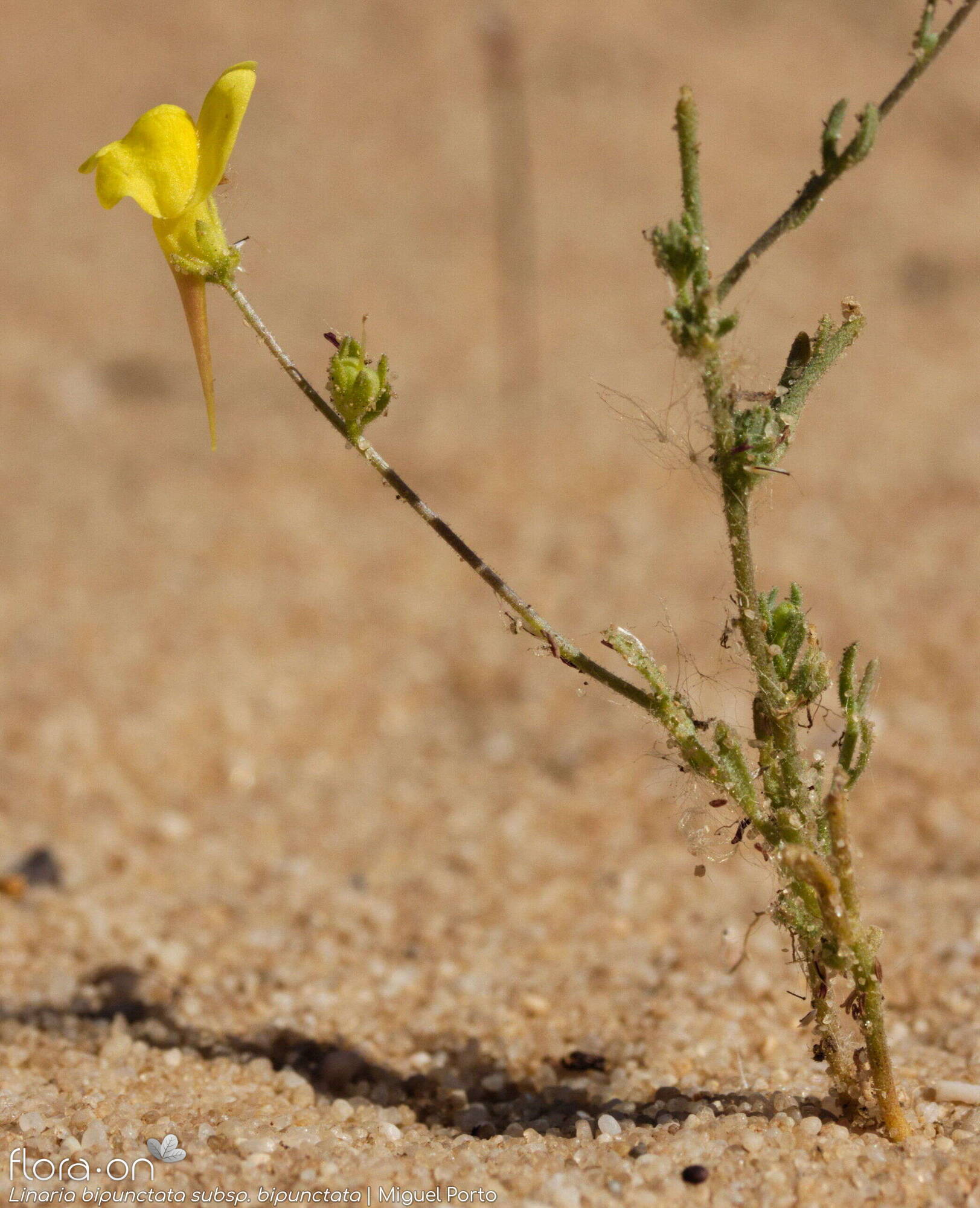 Linaria bipunctata - Flor (geral) | Miguel Porto; CC BY-NC 4.0