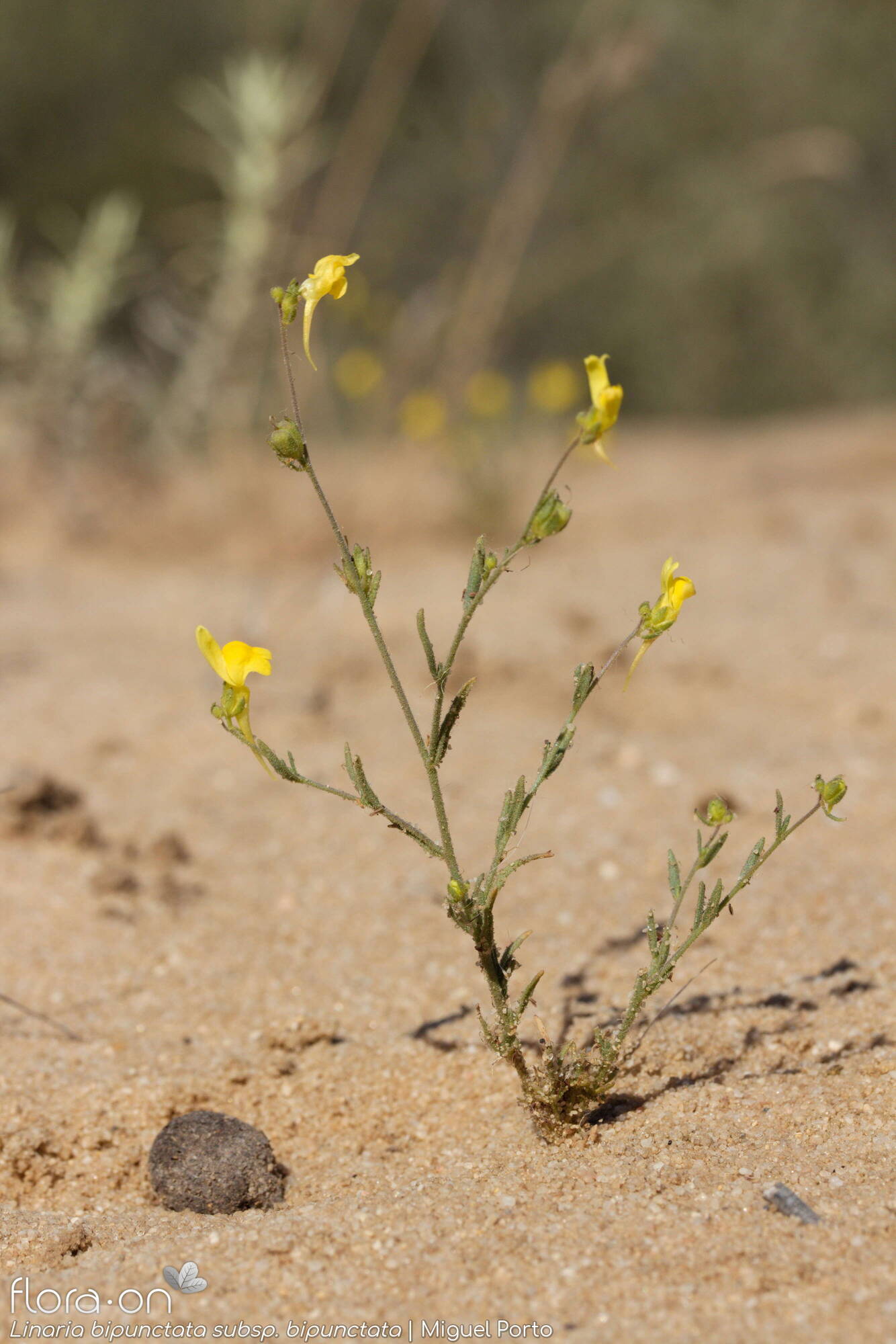 Linaria bipunctata - Hábito | Miguel Porto; CC BY-NC 4.0