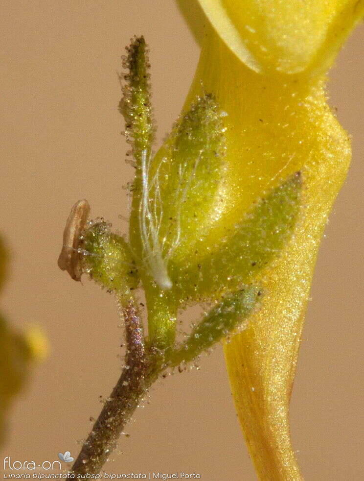 Linaria bipunctata - Cálice | Miguel Porto; CC BY-NC 4.0