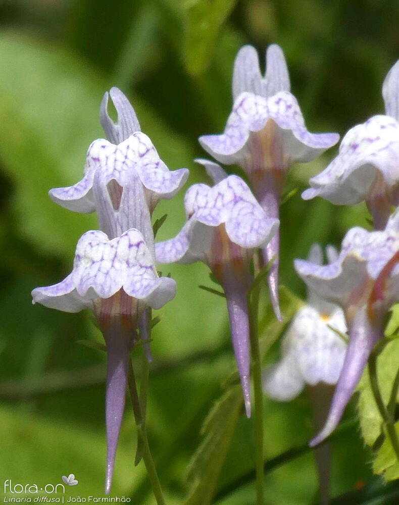 Linaria diffusa