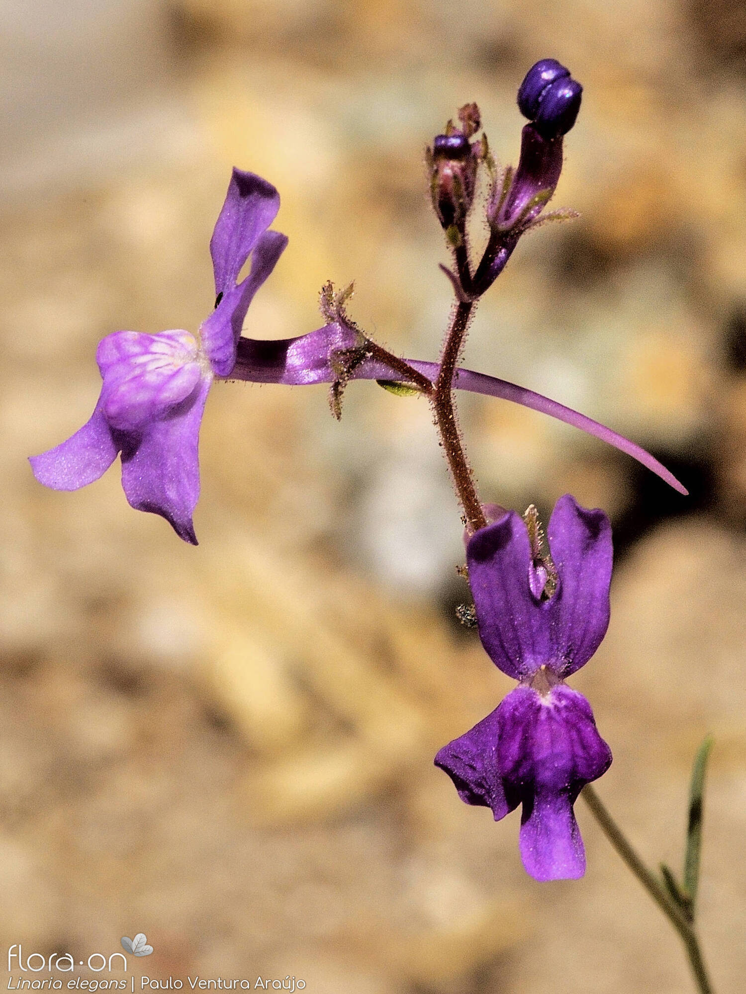 Linaria elegans