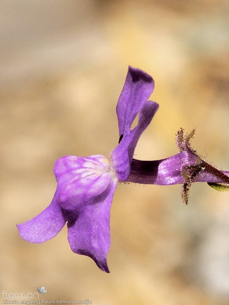 Linaria elegans - Flor (close-up) | Paulo Ventura Araújo; CC BY-NC 4.0