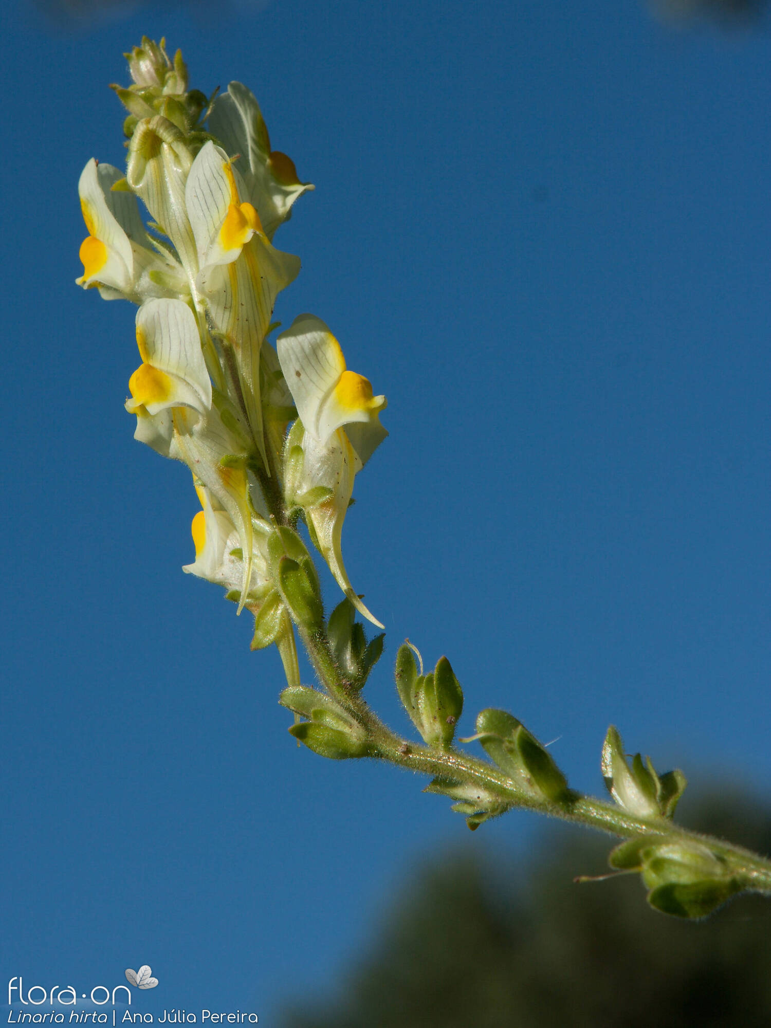 Linaria hirta