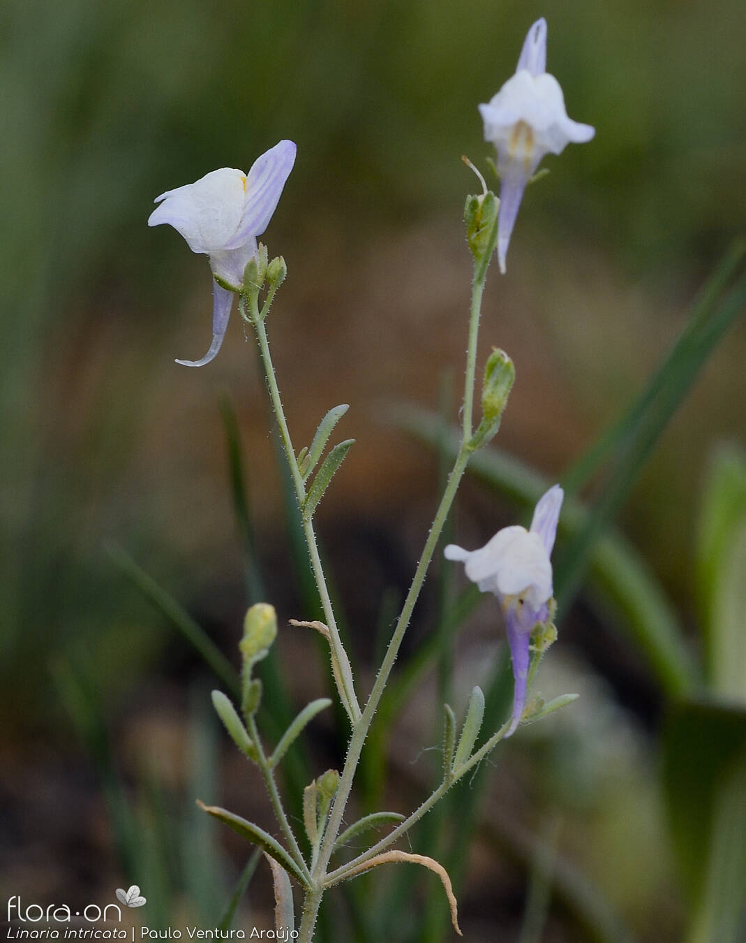 Linaria intricata